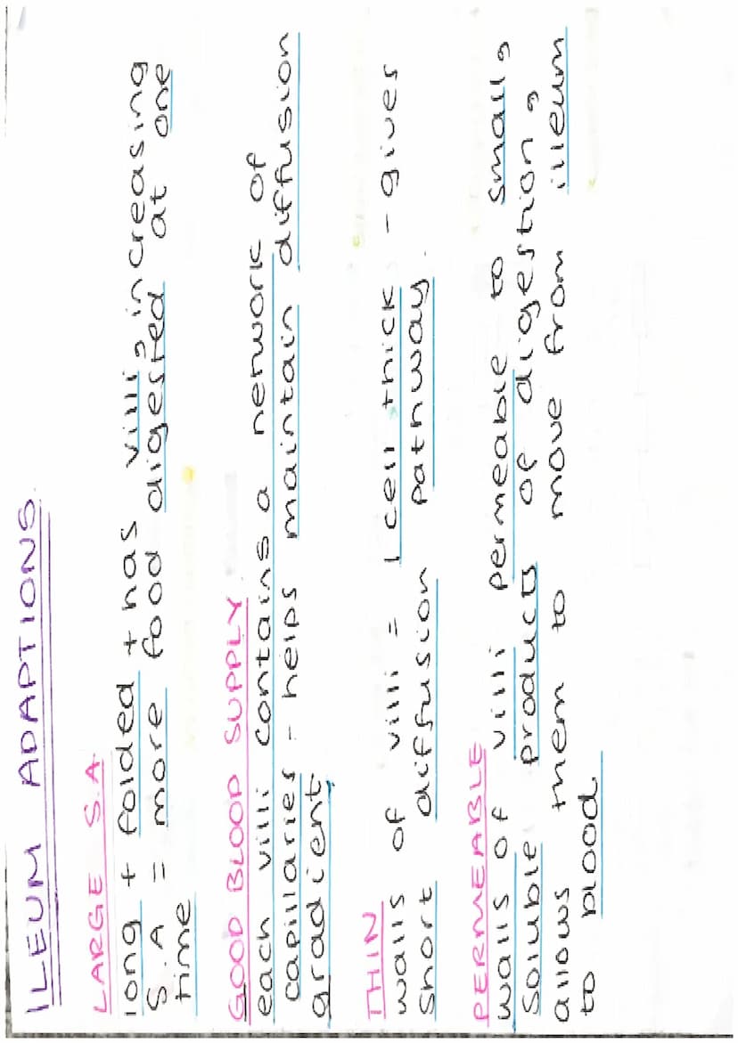 ENZYMES
-proteins
biological catalysts
-speed up
reach ons
optimum
37°C
PH
enzyme
carbonydrasel
ase
amylase
Tipase
protease
Temp
Fats
protei