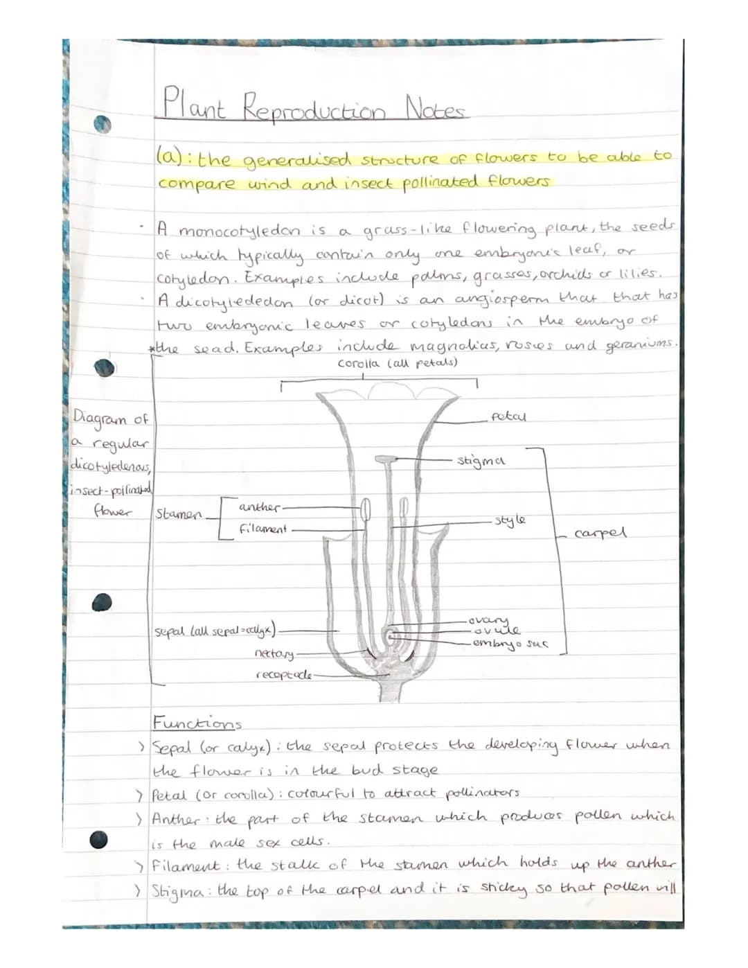 A monocotyledon is a grass-like flowering plant, the seeds
of which typically contain only one embryone's leaf, or
Cotyledon. Examples inclu