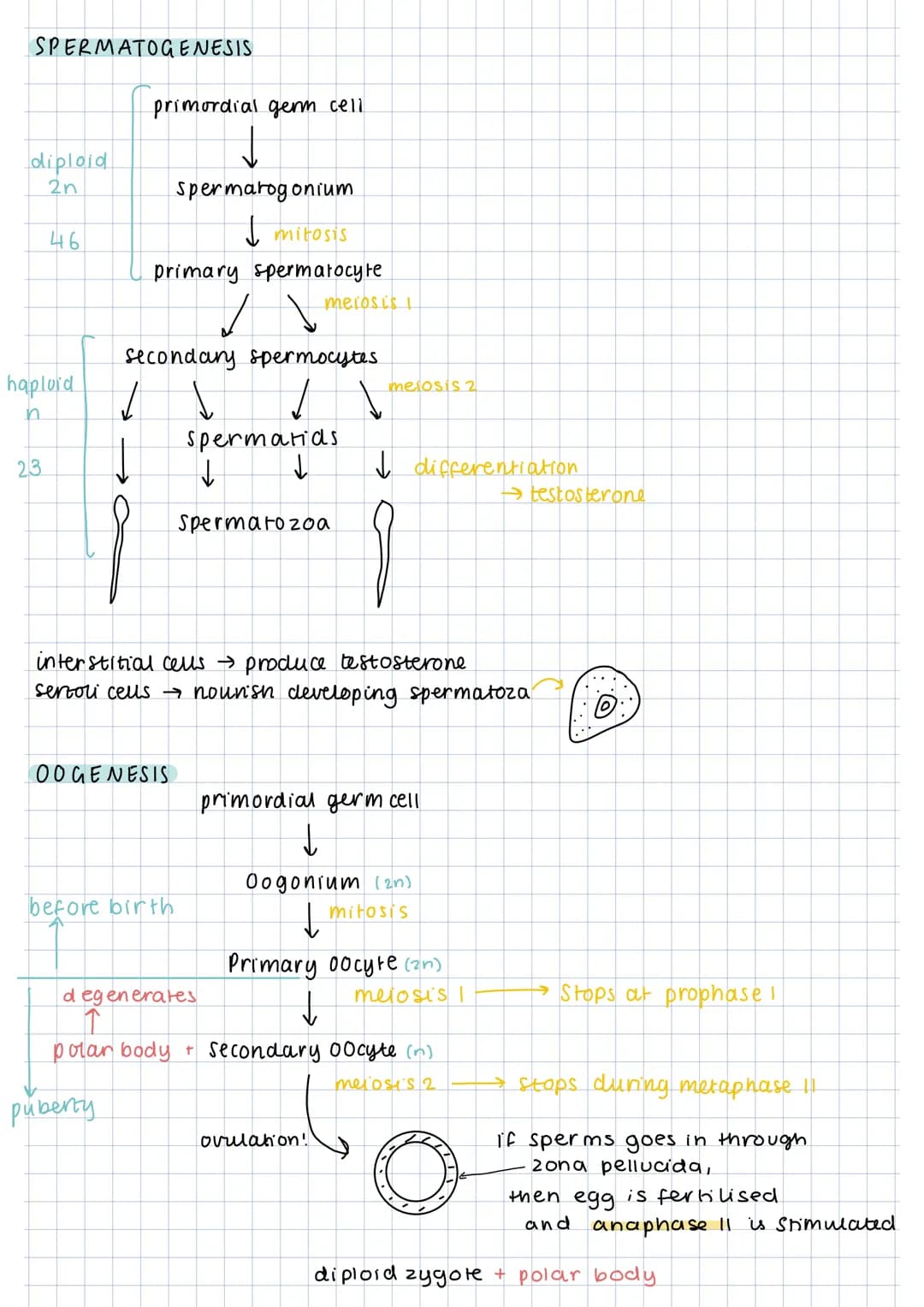 SPERMATOGENESIS
diploid
2n
46
haploid
23
primordial germ cell
spermarogonium
↓ mitosis
primary spermatocyte
secondary spermocytes.
00 GENESI