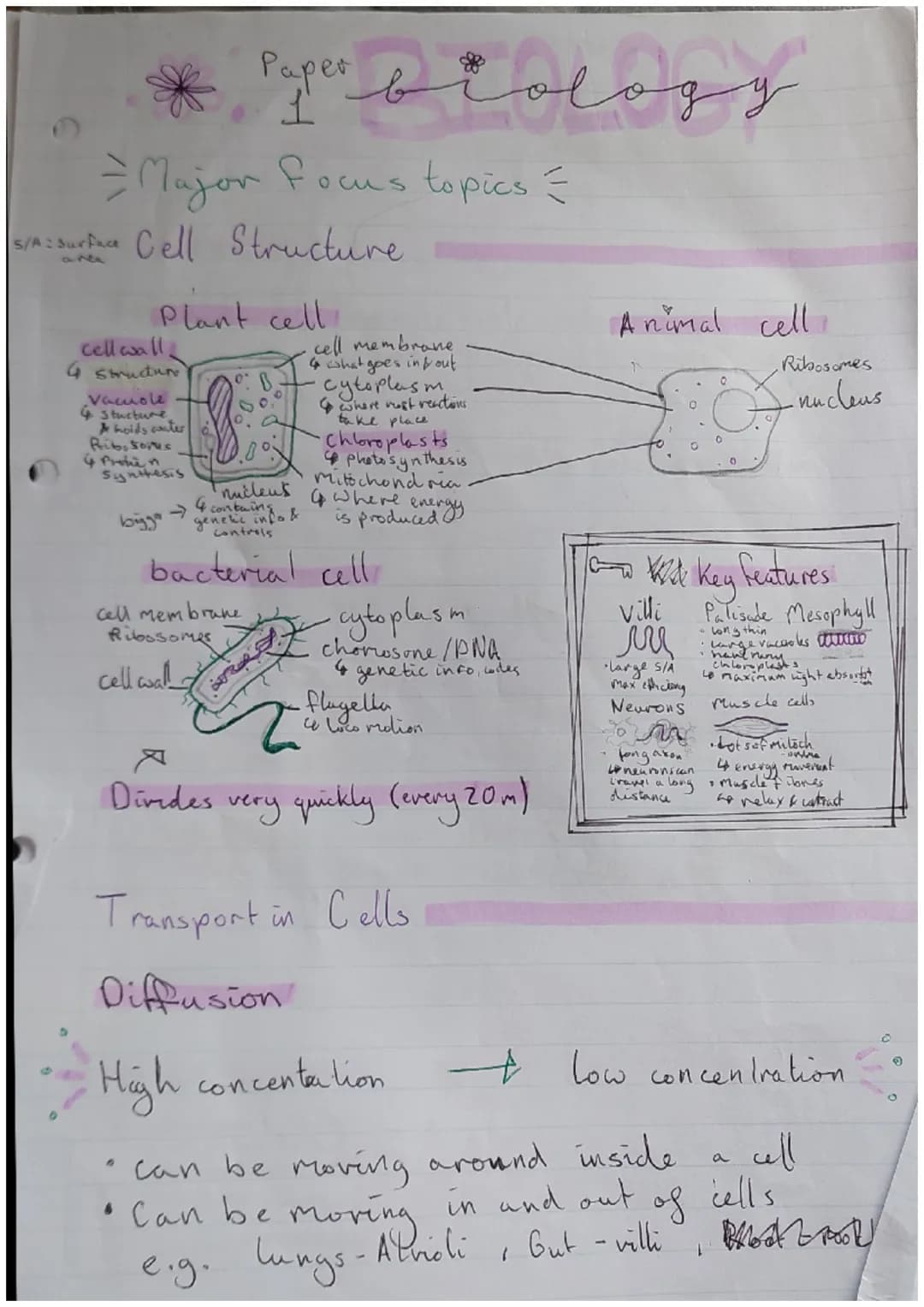 *Paper biologen
Major focus topics =
=
|S/A: Surface Cell Structure
Plant cell
cell wall.
4 Structur
Vacuole
4 Stucture
A hoids conter
Rib s