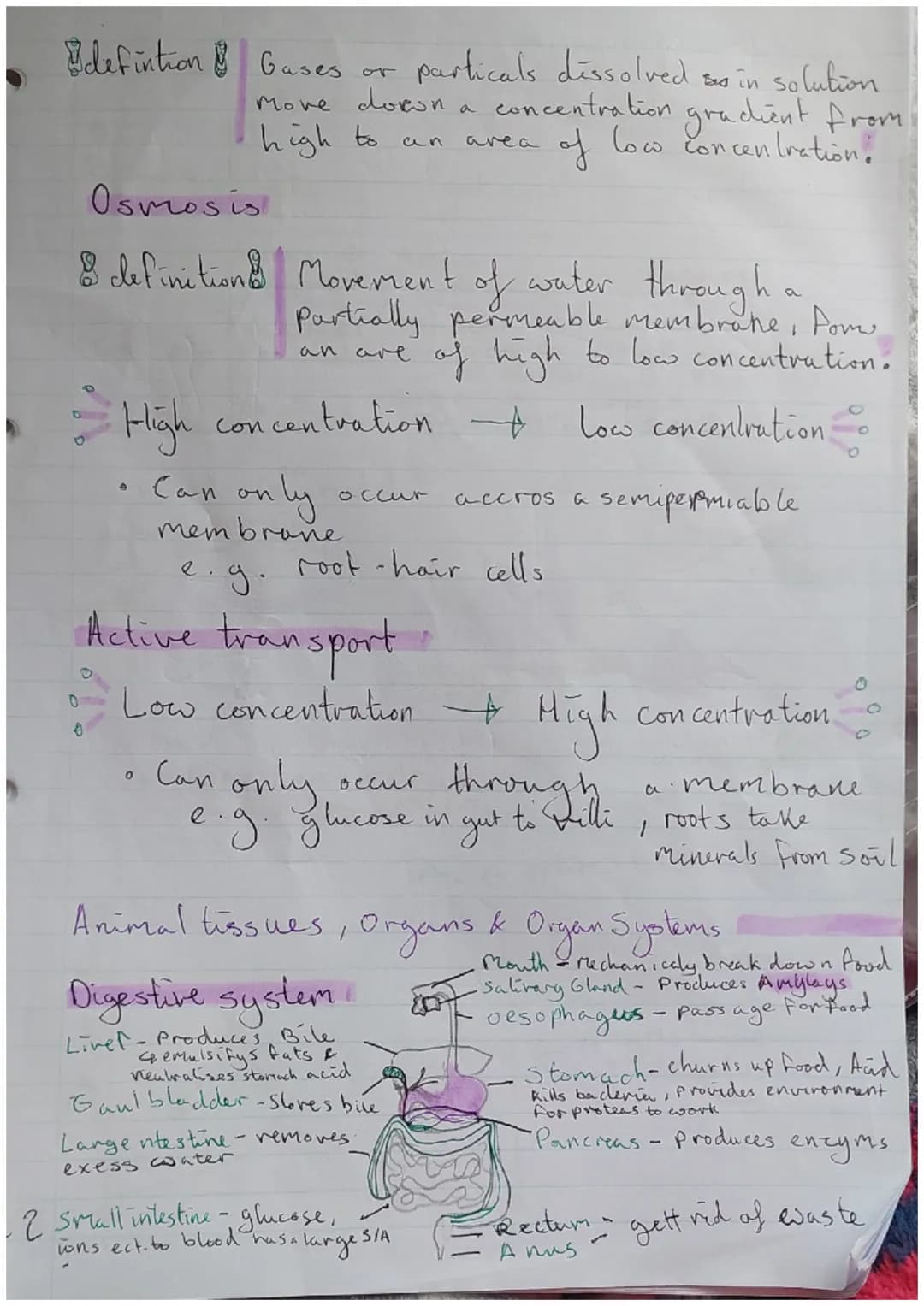 *Paper biologen
Major focus topics =
=
|S/A: Surface Cell Structure
Plant cell
cell wall.
4 Structur
Vacuole
4 Stucture
A hoids conter
Rib s