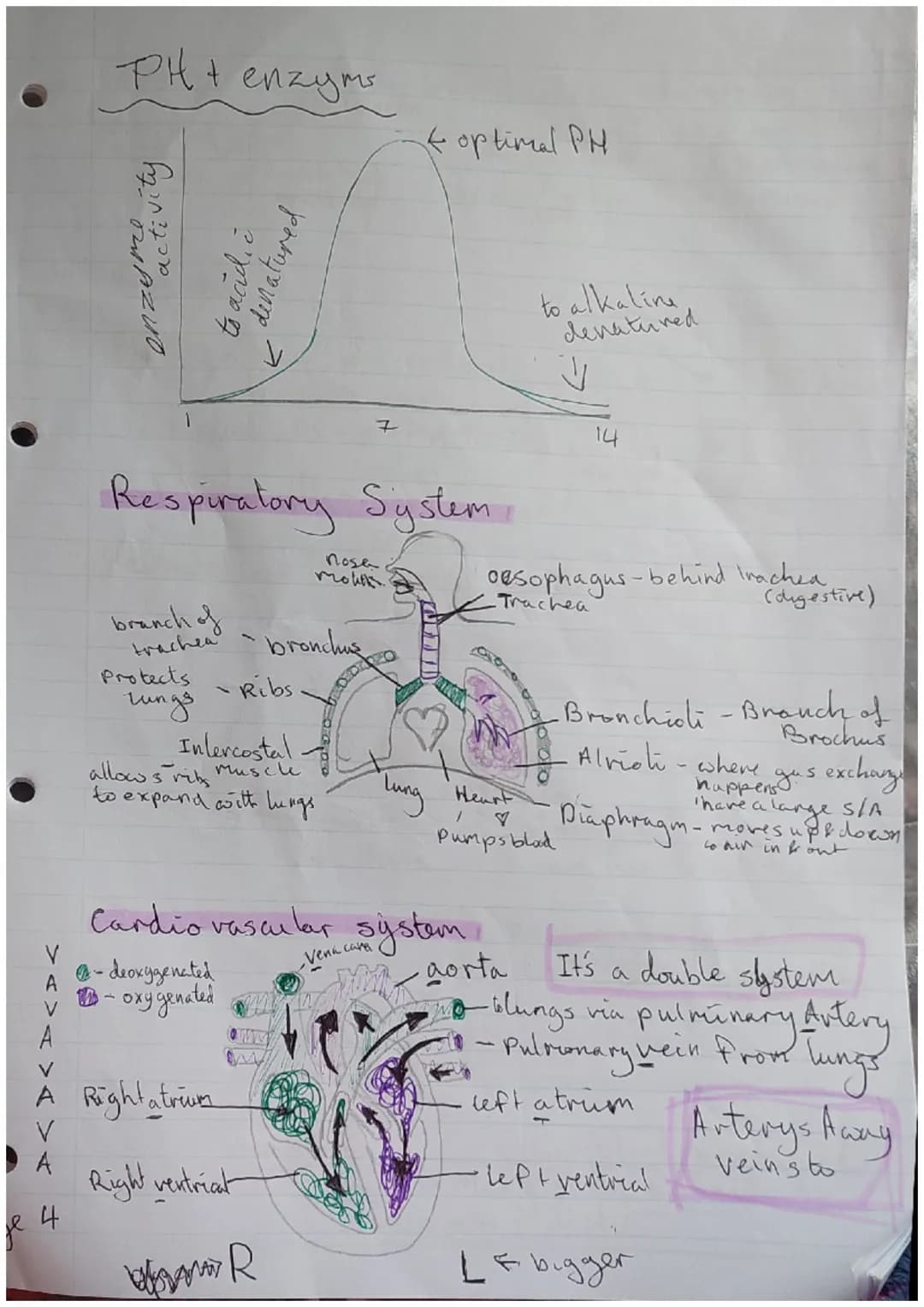 *Paper biologen
Major focus topics =
=
|S/A: Surface Cell Structure
Plant cell
cell wall.
4 Structur
Vacuole
4 Stucture
A hoids conter
Rib s