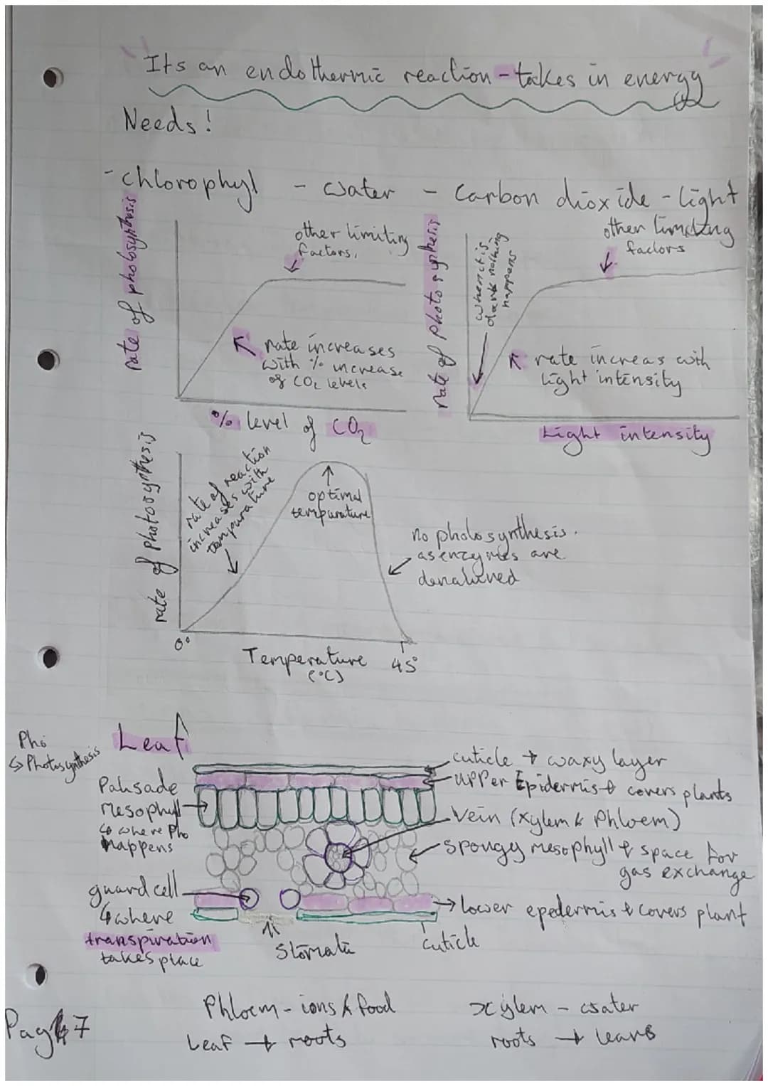 *Paper biologen
Major focus topics =
=
|S/A: Surface Cell Structure
Plant cell
cell wall.
4 Structur
Vacuole
4 Stucture
A hoids conter
Rib s