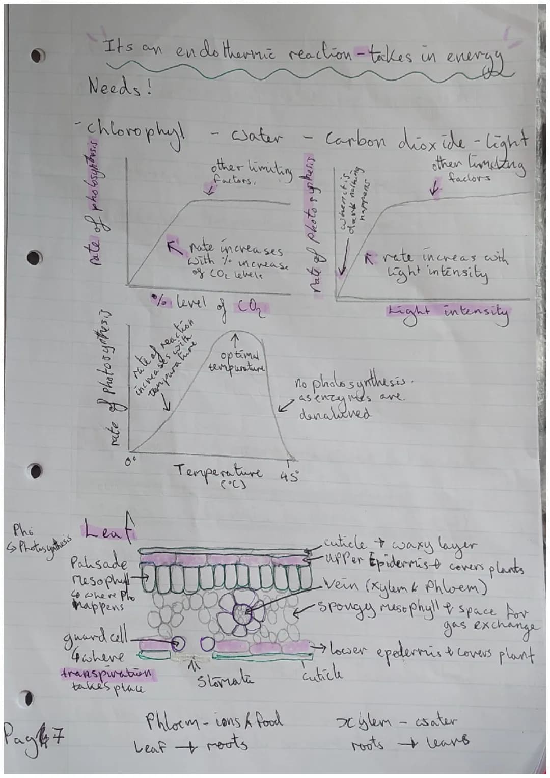 *Paper biologen
Major focus topics =
=
|S/A: Surface Cell Structure
Plant cell
cell wall.
4 Structur
Vacuole
4 Stucture
A hoids conter
Rib s