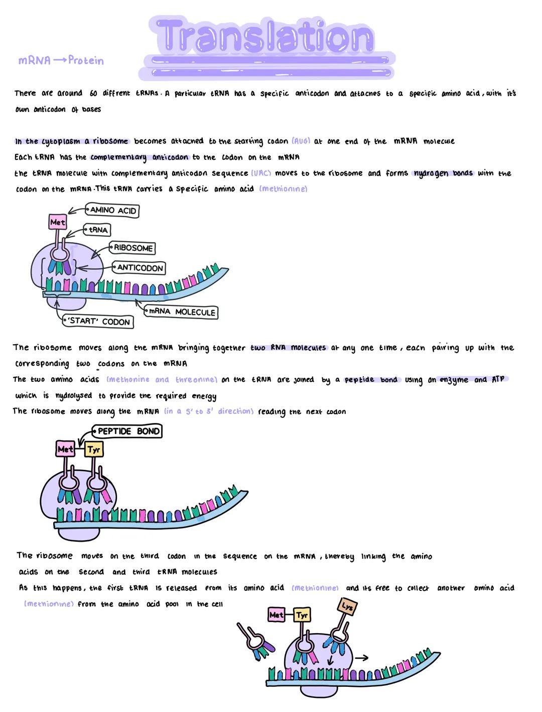 # Translation

MRNA Protein

There are around 60 diffrent ERNAS. A particular ERNA has a specific anticodon and attacnes to a specific amino