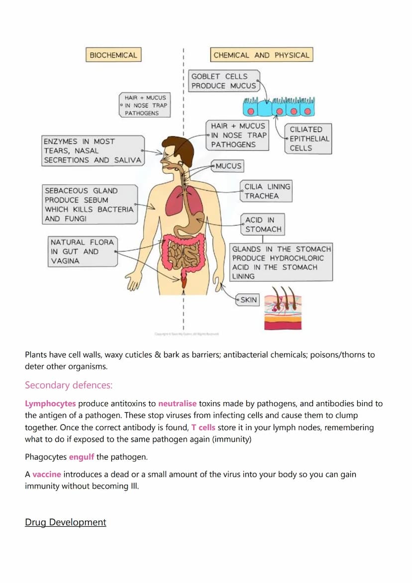 Infection and Response
Communicable diseases and Pathogens
Pathogen: a micro-organism that causes disease (viruses, protists, bacteria, fung