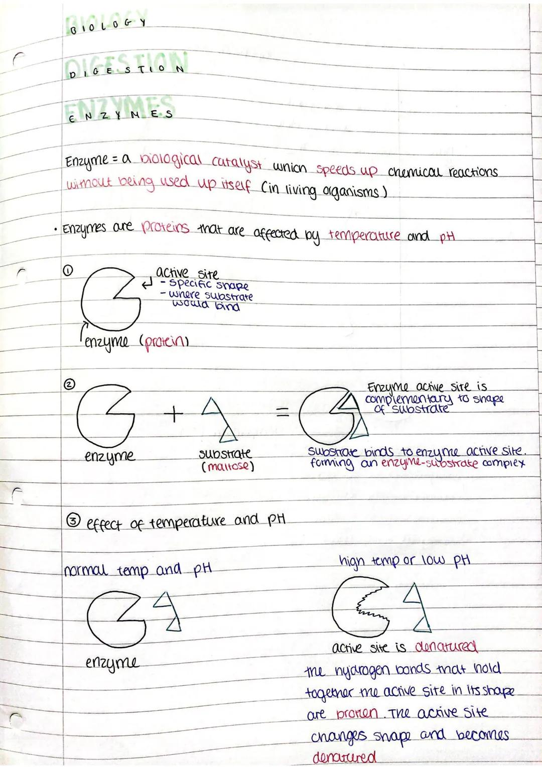 BIOLOGY

DIGESTION

MES
ENZYMES

Enzyme = a biological catalyst wnion speeds up chemical reactions
wimout being used up itself (in living or