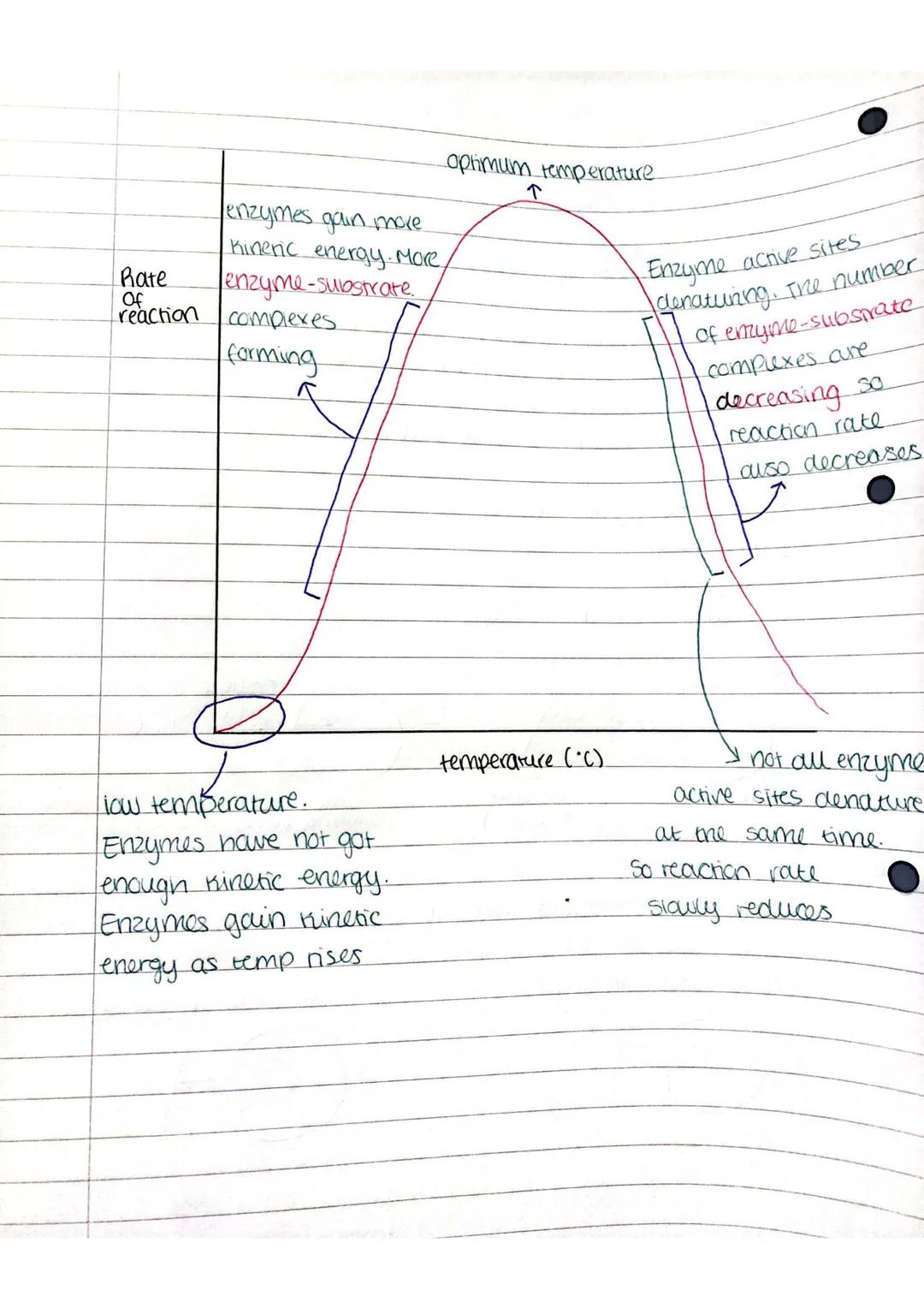 BIOLOGY

DIGESTION

MES
ENZYMES

Enzyme = a biological catalyst wnion speeds up chemical reactions
wimout being used up itself (in living or