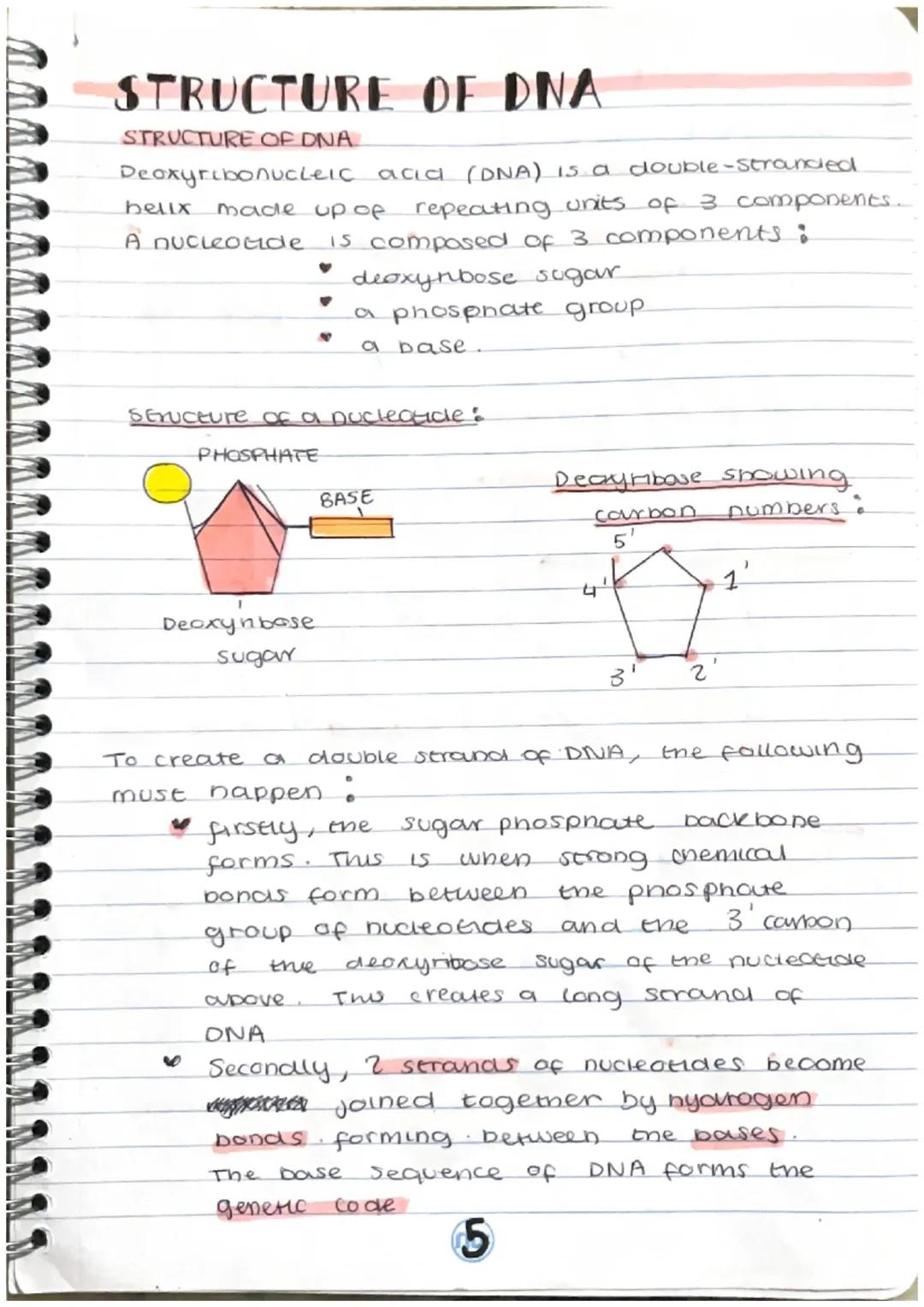 DNA Structure and Replication Fun Notes PDF with Answers