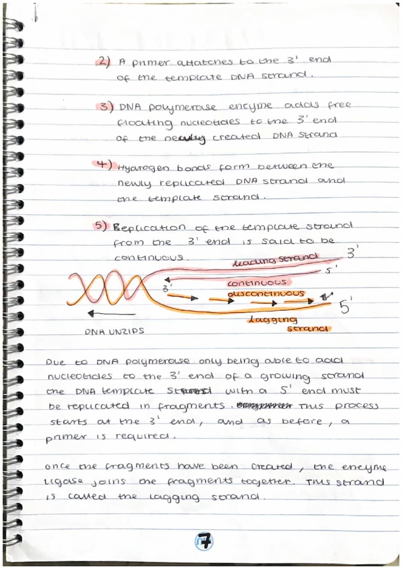 STRUCTURE OF DNA
STRUCTURE OF DNA.
Deoxyribonucleic acid (DNA) is a double-stranded
bellx made up of
repeating units of 3 components.
A DUCL