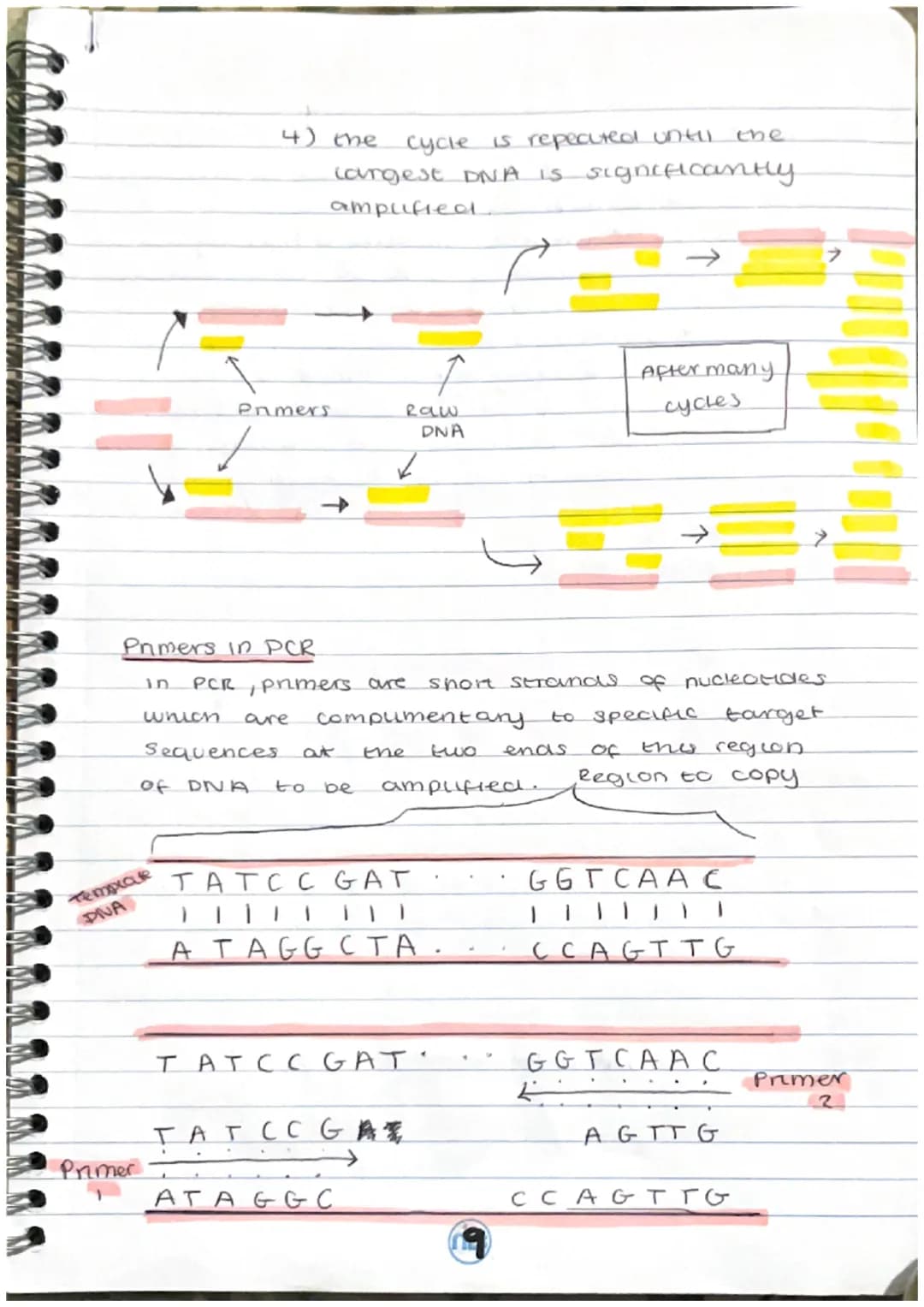 STRUCTURE OF DNA
STRUCTURE OF DNA.
Deoxyribonucleic acid (DNA) is a double-stranded
bellx made up of
repeating units of 3 components.
A DUCL