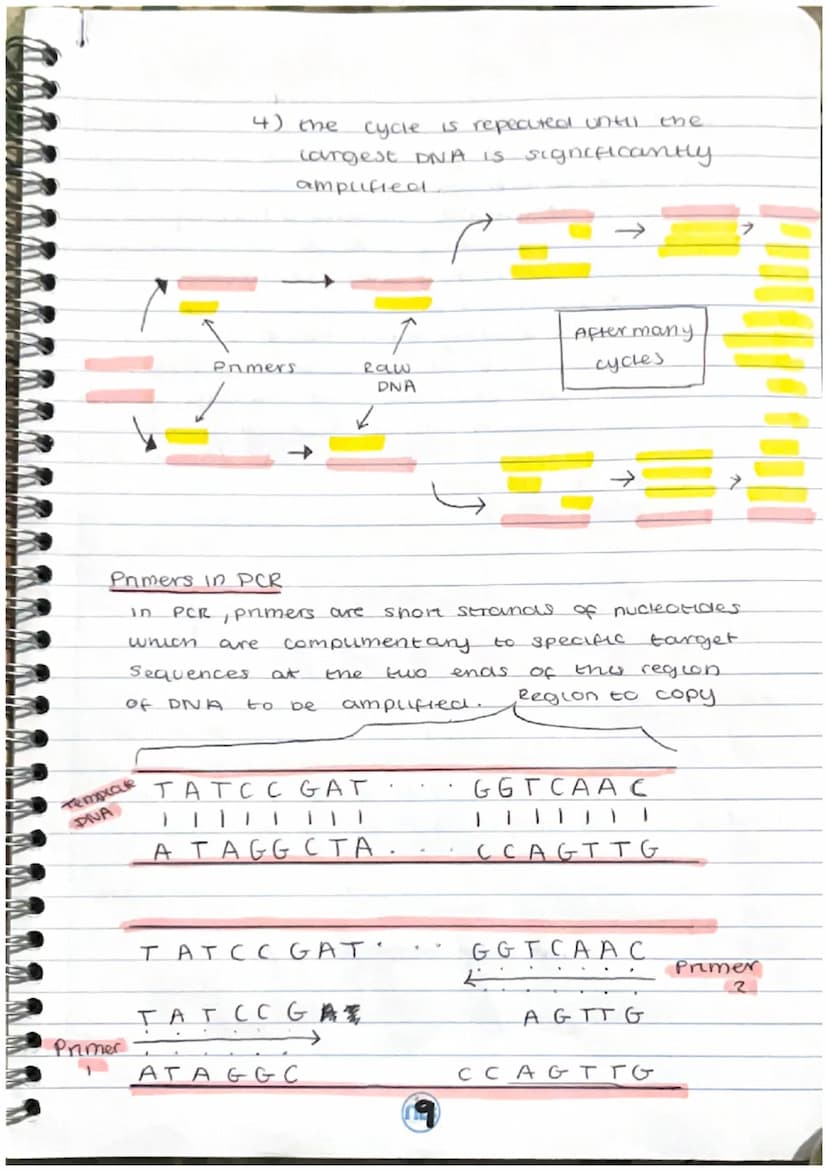 STRUCTURE OF DNA
STRUCTURE OF DNA.
Deoxyribonucleic acid (DNA) is a double-stranded
bellx made up of
repeating units of 3 components.
A DUCL