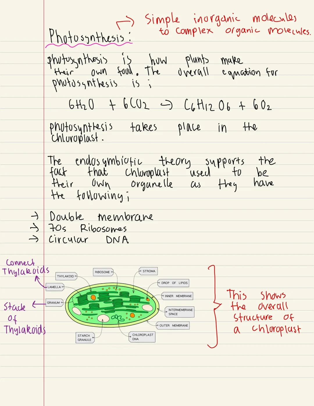 
<p>Photosynthesis is the process by which plants produce their own food. It takes place in the chloroplast, a specialized organelle of the 