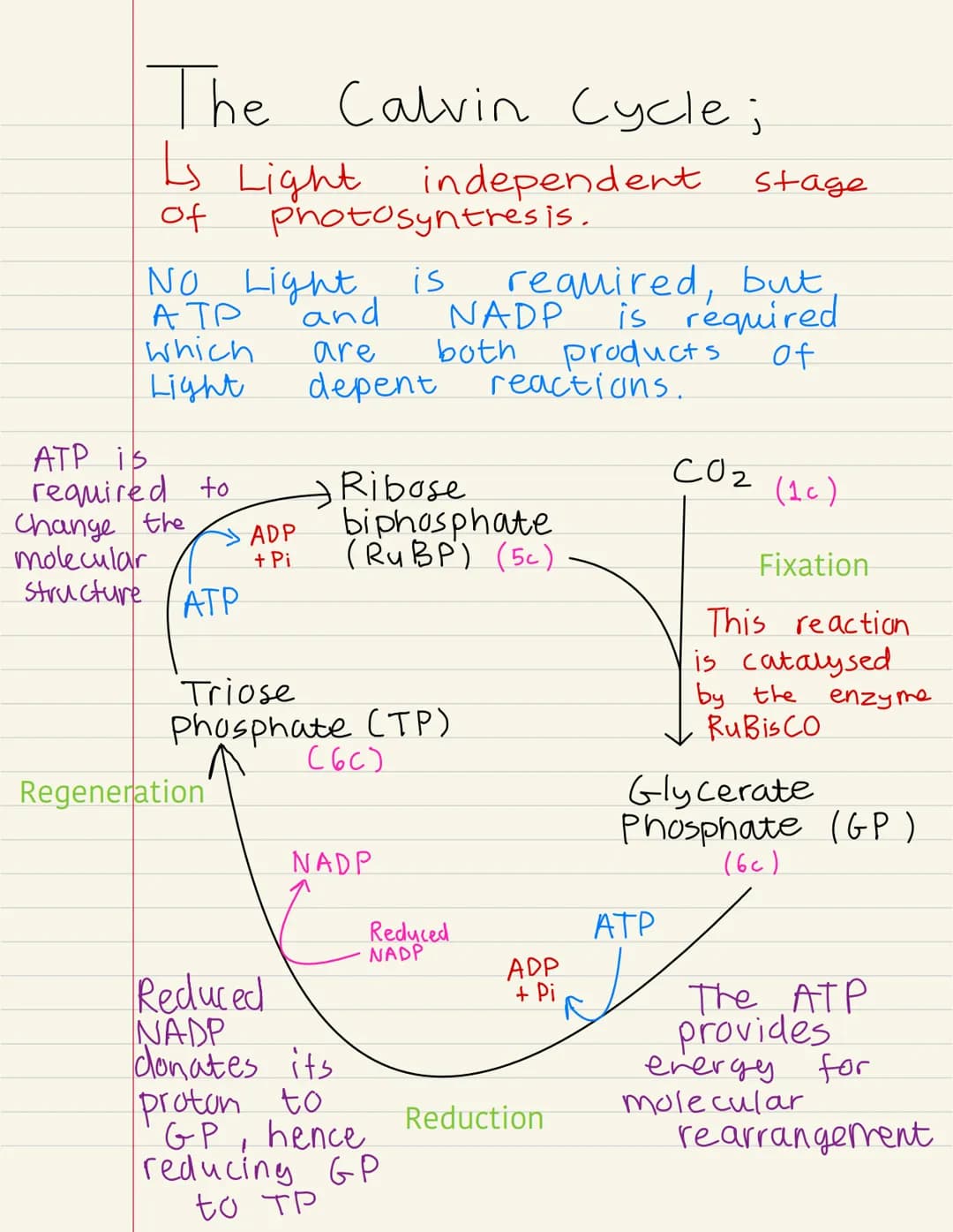 
<p>Photosynthesis is the process by which plants produce their own food. It takes place in the chloroplast, a specialized organelle of the 