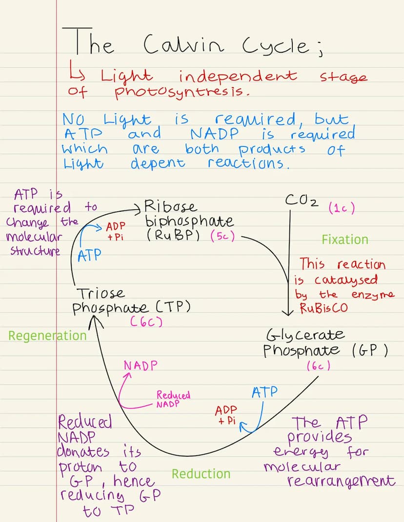 
<p>Photosynthesis is the process by which plants produce their own food. It takes place in the chloroplast, a specialized organelle of the 