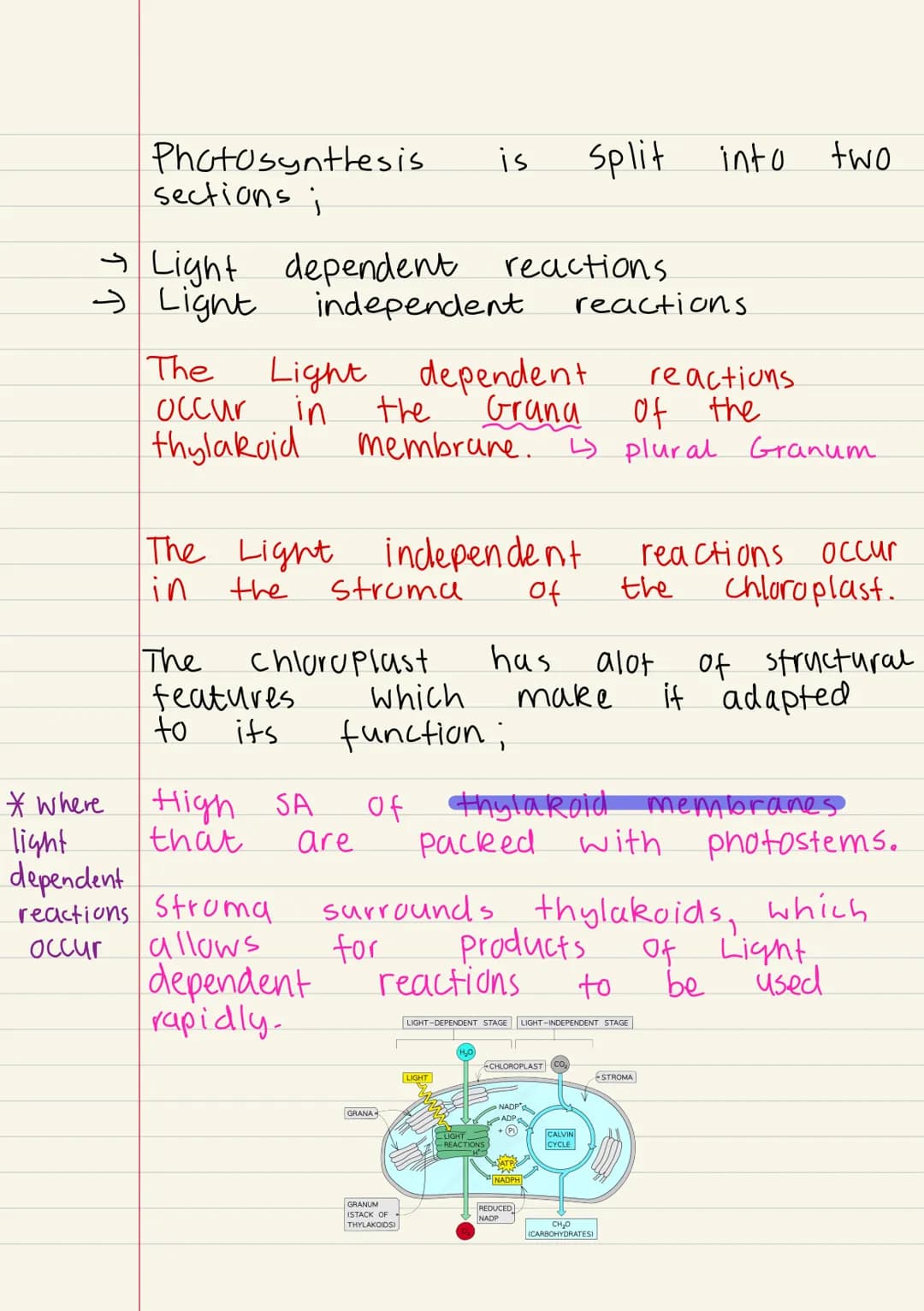
<p>Photosynthesis is the process by which plants produce their own food. It takes place in the chloroplast, a specialized organelle of the 