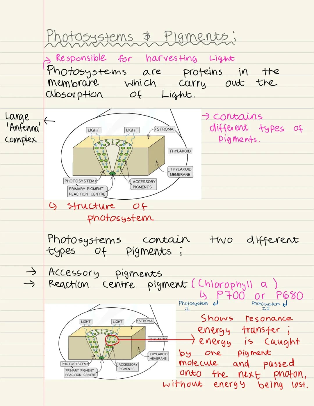 
<p>Photosynthesis is the process by which plants produce their own food. It takes place in the chloroplast, a specialized organelle of the 