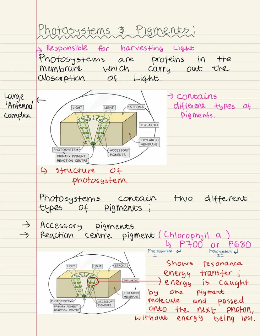
<p>Photosynthesis is the process by which plants produce their own food. It takes place in the chloroplast, a specialized organelle of the 