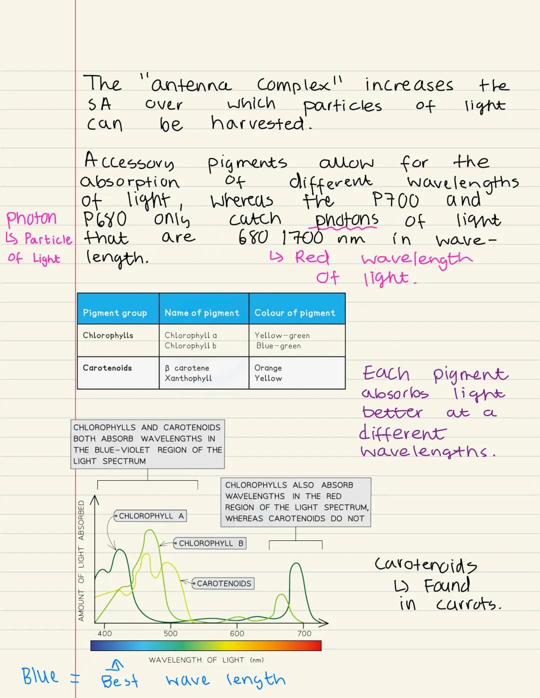 
<p>Photosynthesis is the process by which plants produce their own food. It takes place in the chloroplast, a specialized organelle of the 