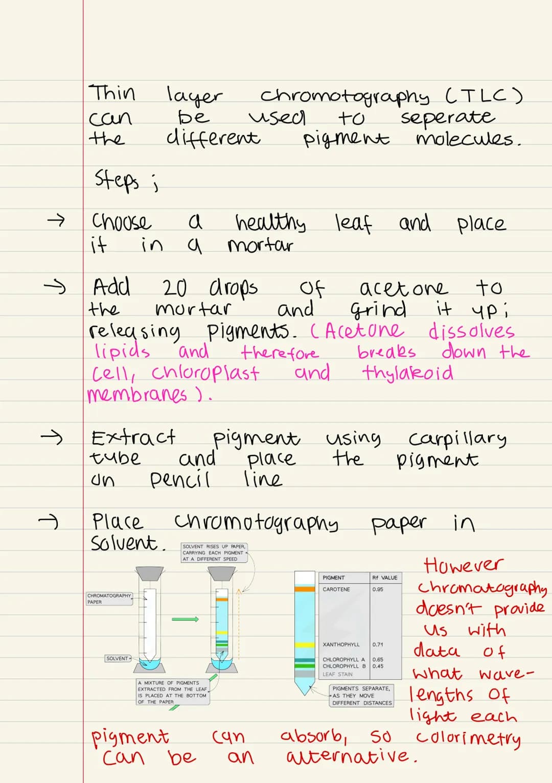 
<p>Photosynthesis is the process by which plants produce their own food. It takes place in the chloroplast, a specialized organelle of the 