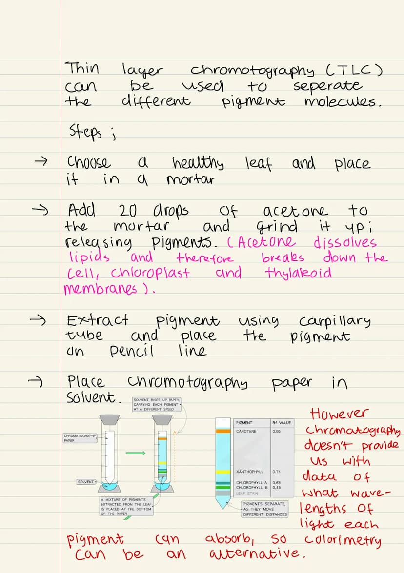 
<p>Photosynthesis is the process by which plants produce their own food. It takes place in the chloroplast, a specialized organelle of the 