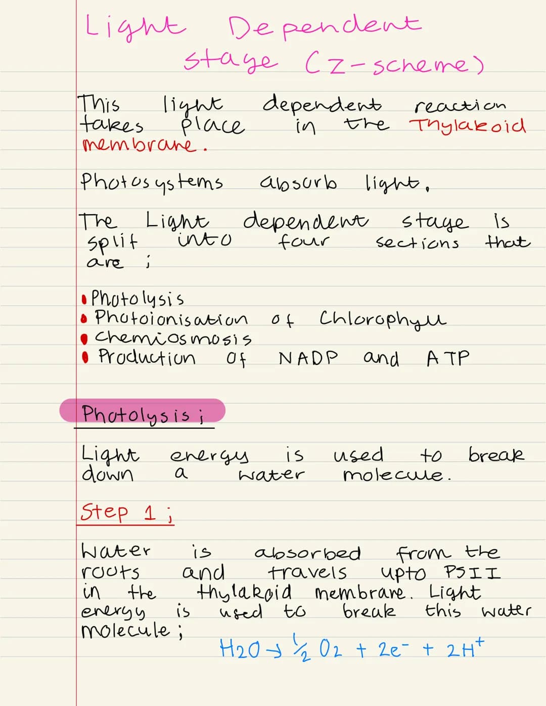 
<p>Photosynthesis is the process by which plants produce their own food. It takes place in the chloroplast, a specialized organelle of the 