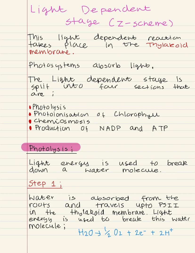 
<p>Photosynthesis is the process by which plants produce their own food. It takes place in the chloroplast, a specialized organelle of the 