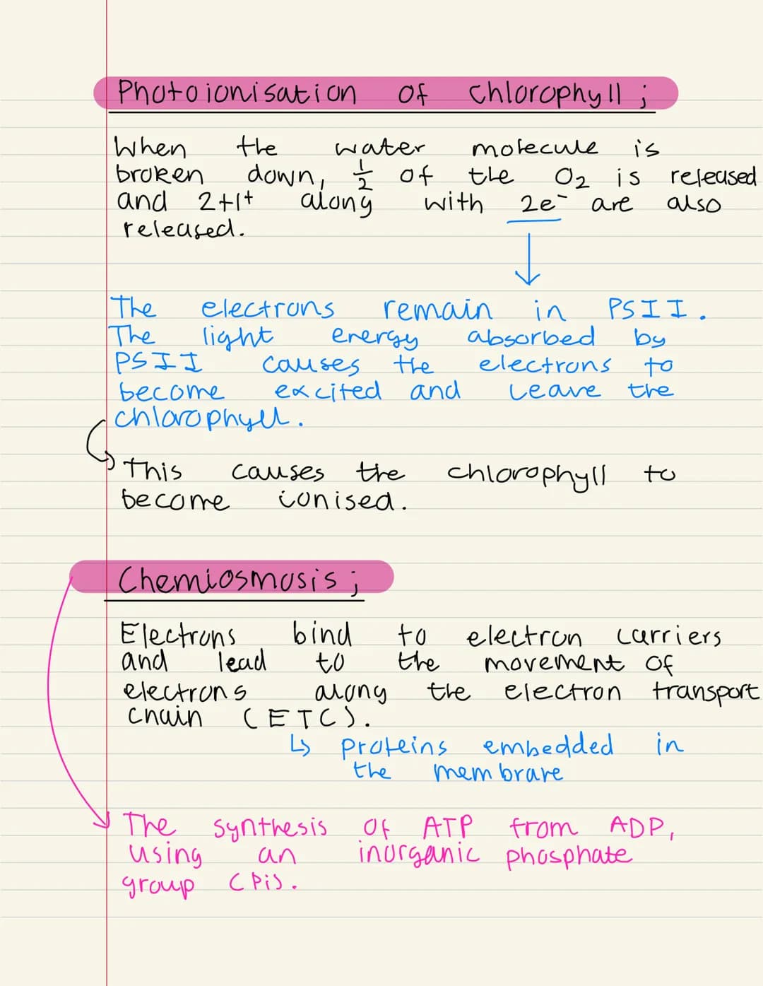 
<p>Photosynthesis is the process by which plants produce their own food. It takes place in the chloroplast, a specialized organelle of the 