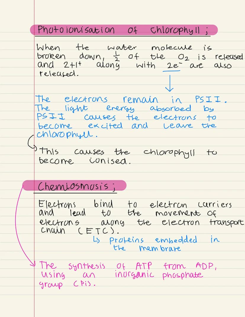 
<p>Photosynthesis is the process by which plants produce their own food. It takes place in the chloroplast, a specialized organelle of the 