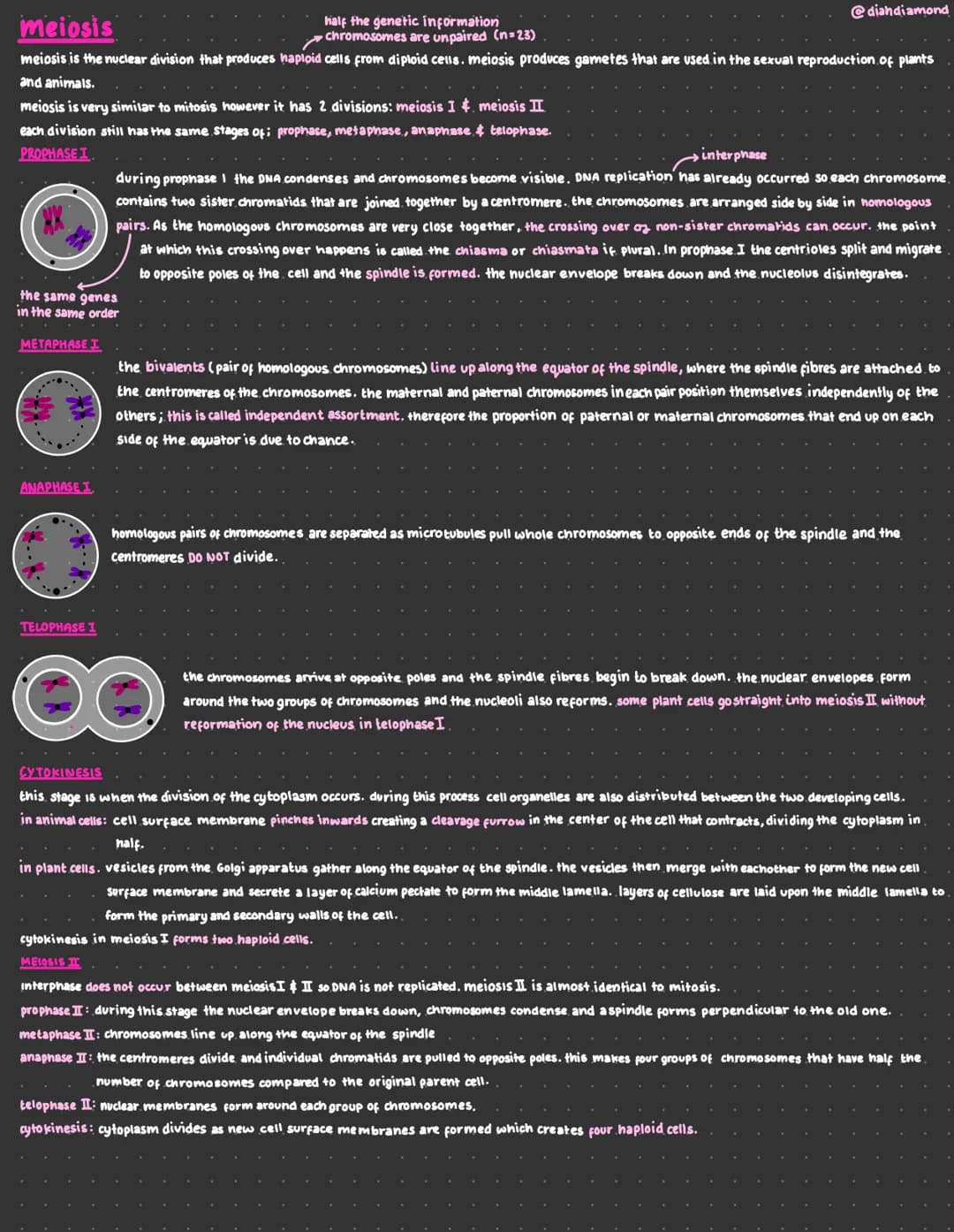 meiosis
half the genetic information
chromosomes are unpaired (n=23)
meiosis is the nuclear division that produces haploid cells from diploi