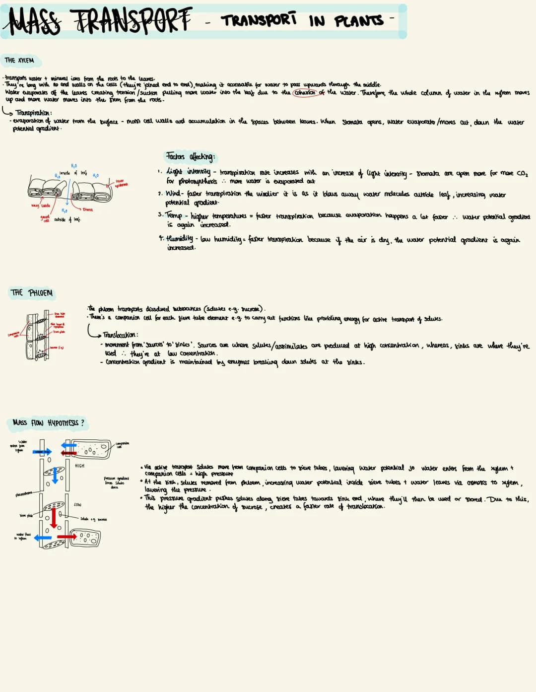 MASS TRANSPORT TRANSPORT IN PLANTS
THE XYLEM
• transports water + mineral ions from the roots to the leaves.
・They're long with no and walls