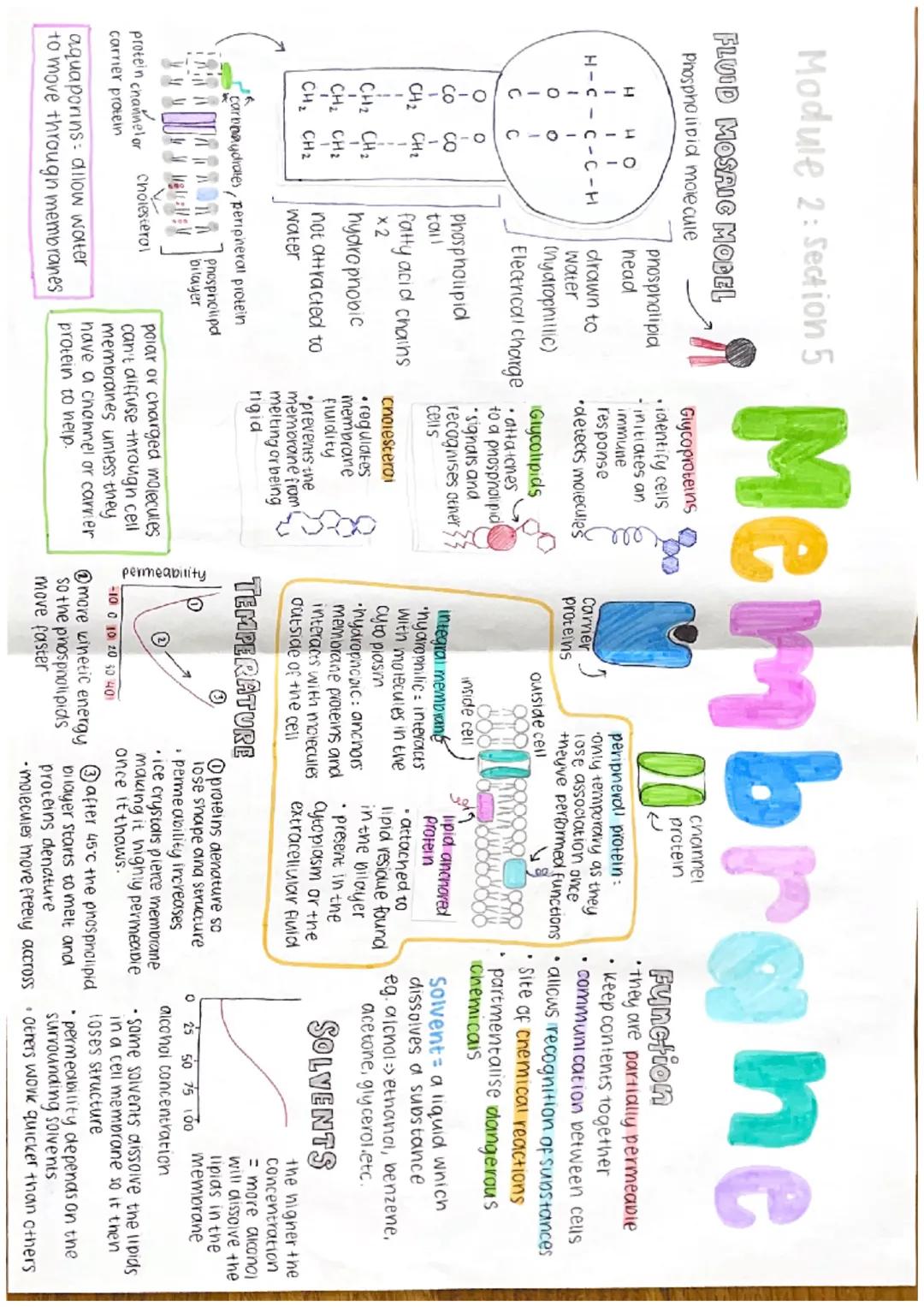 Module 2: Section 5
FLUID MOSAIC MODEL
Phospholipid molecule
Membrane
Glycoproteins
phospholipid
•identify cells
-initiates an
head
immune
I