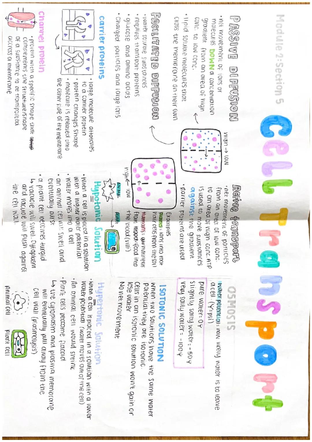 Module 2: Section 5
FLUID MOSAIC MODEL
Phospholipid molecule
Membrane
Glycoproteins
phospholipid
•identify cells
-initiates an
head
immune
I