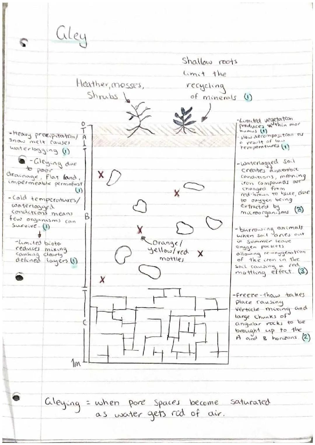 Gley and Podzol Soils: Easy Notes for Kids - Waterlogging, Characteristics, Profiles & More