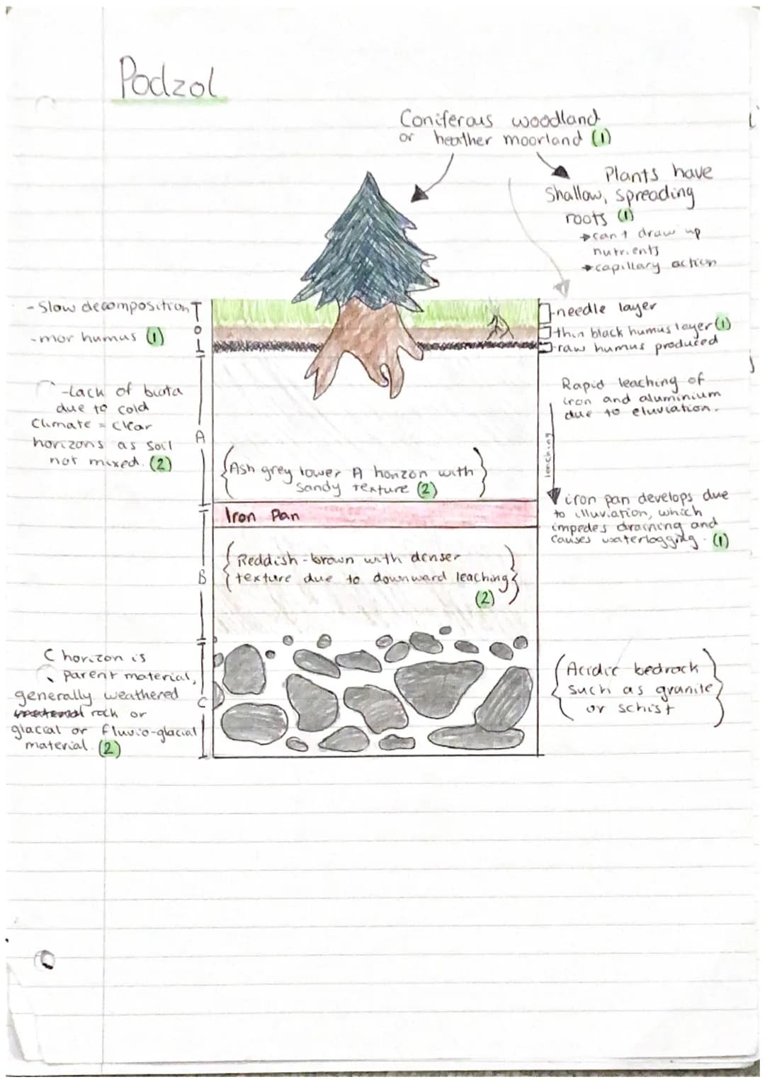 Gley
Heather, mosses,
Shrubs
-Heavy precipitation / A
Snow melt causes
waterlogging (1)
-Gleying
to poor
drainage, Flat land,
impermeable pe