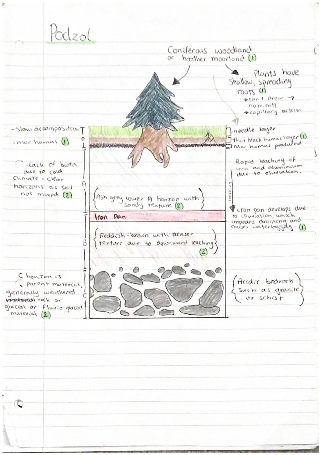 Gley
Heather, mosses,
Shrubs
-Heavy precipitation / A
Snow melt causes
waterlogging (1)
-Gleying
to poor
drainage, Flat land,
impermeable pe