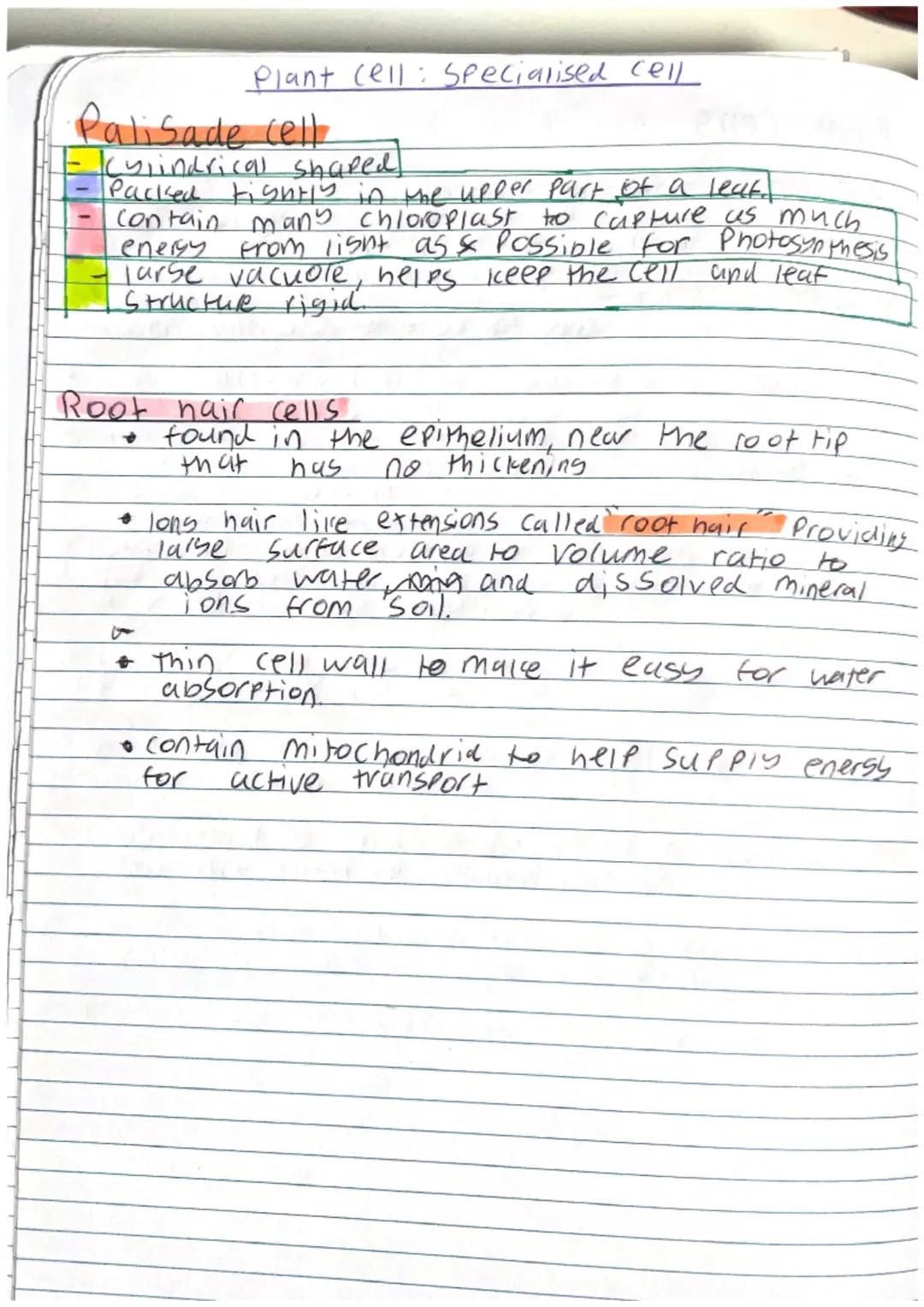 Plant cell: Specialised cell

Palisade cell
- Kylindrical shaped
- Packed Fightly in the upper part of a leaf.
- Contain many chloroplast to