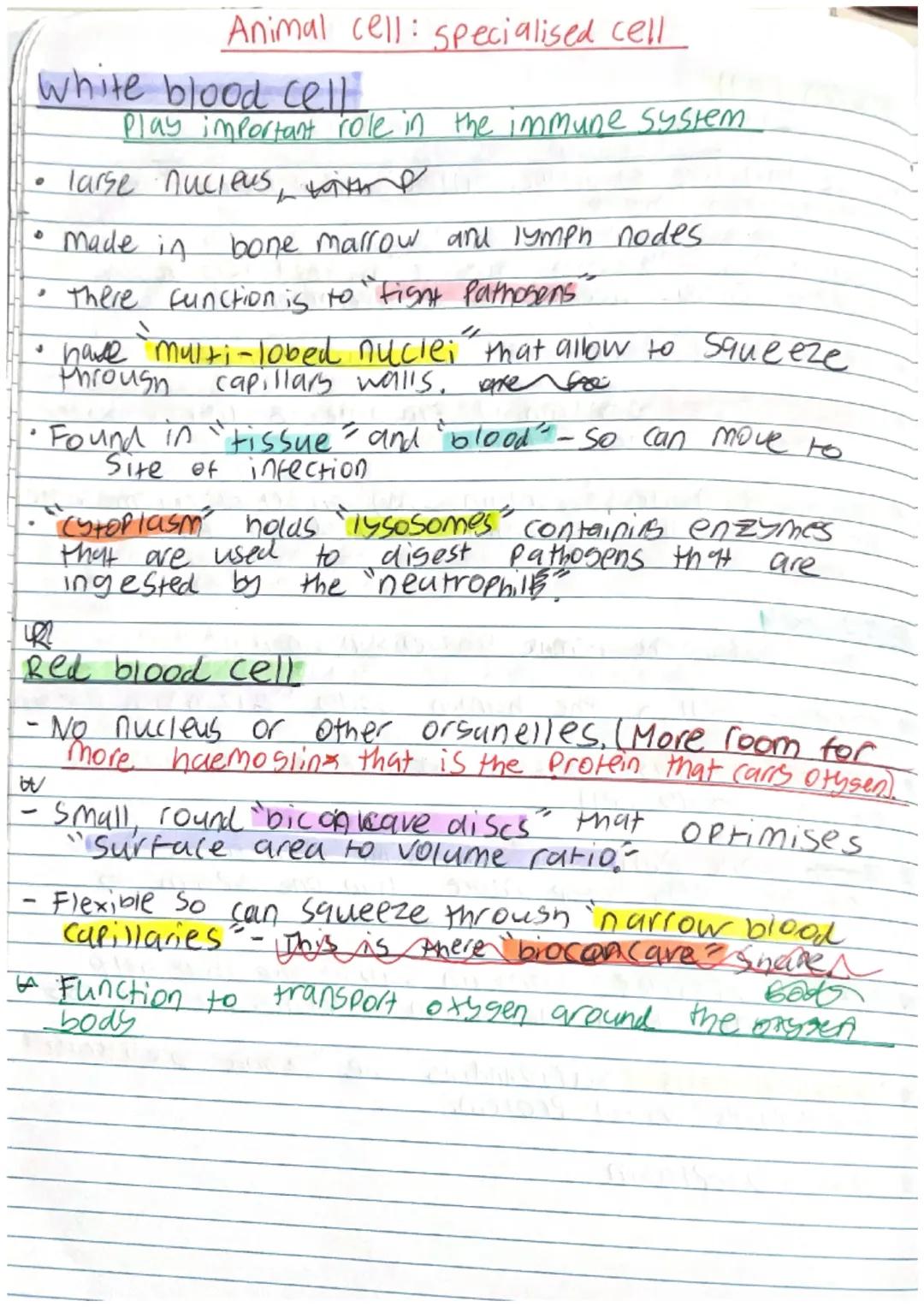 Plant cell: Specialised cell

Palisade cell
- Kylindrical shaped
- Packed Fightly in the upper part of a leaf.
- Contain many chloroplast to
