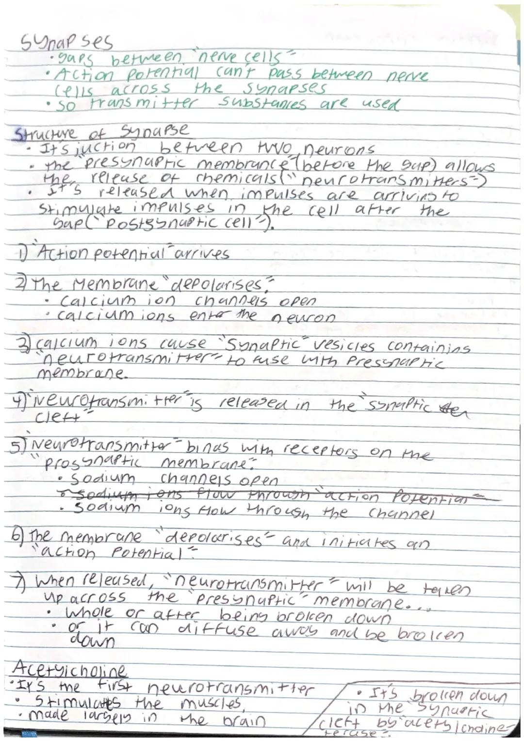Plant cell: Specialised cell

Palisade cell
- Kylindrical shaped
- Packed Fightly in the upper part of a leaf.
- Contain many chloroplast to