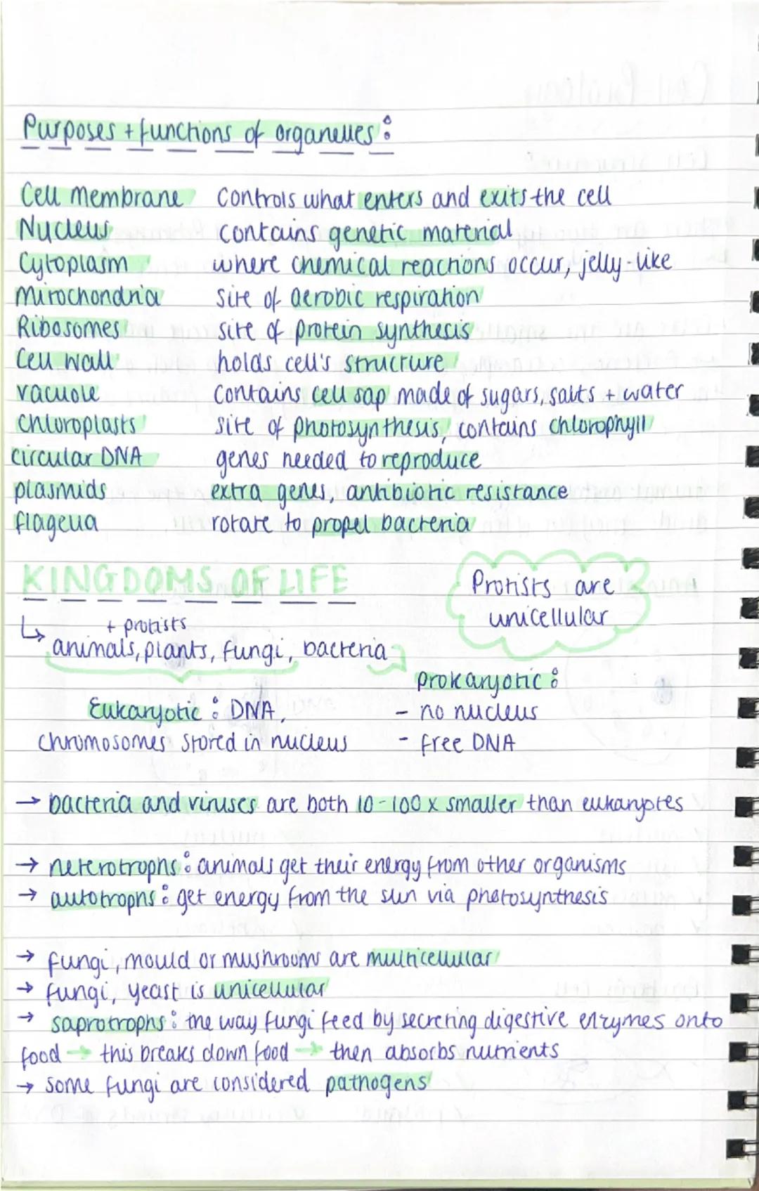 Cell Biology
Cell Structure:
•There are two types of cells; Eukaryotes and Prokaryores
e.g. plant + animal cells = Eukaryotic and Bacteria =