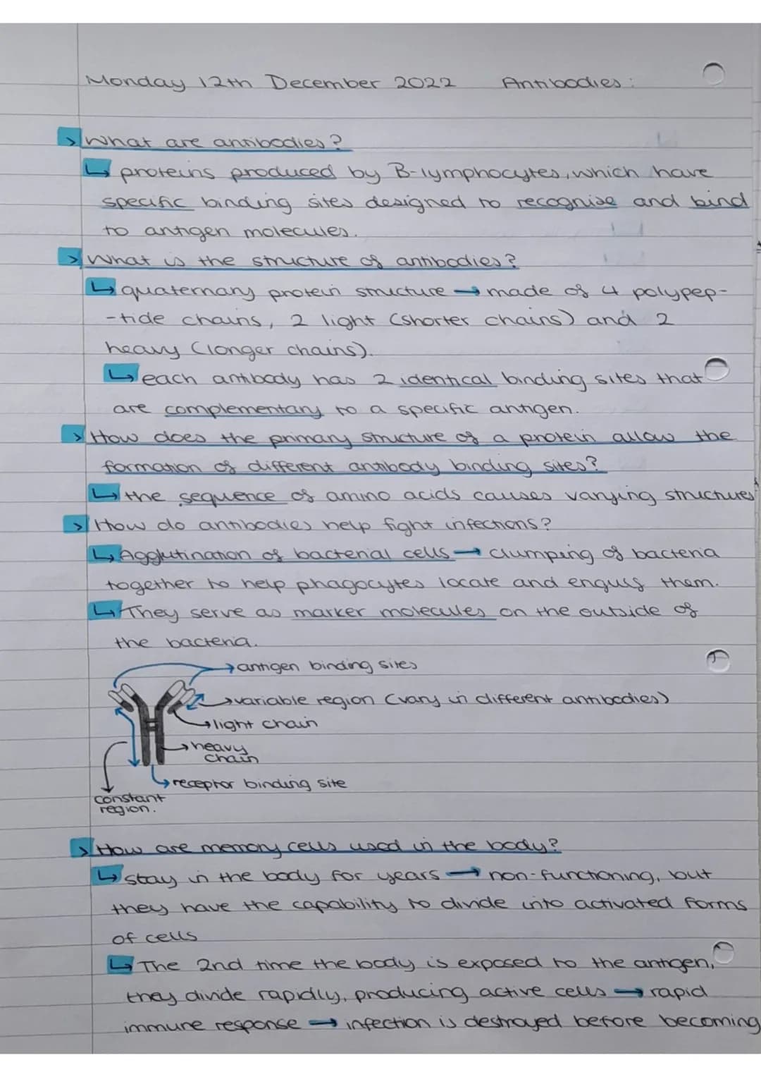 Monday 12th December 2022
What are antibodies?
proteins produced by B-lymphocytes, which have
specific binding sites designed to recognise a