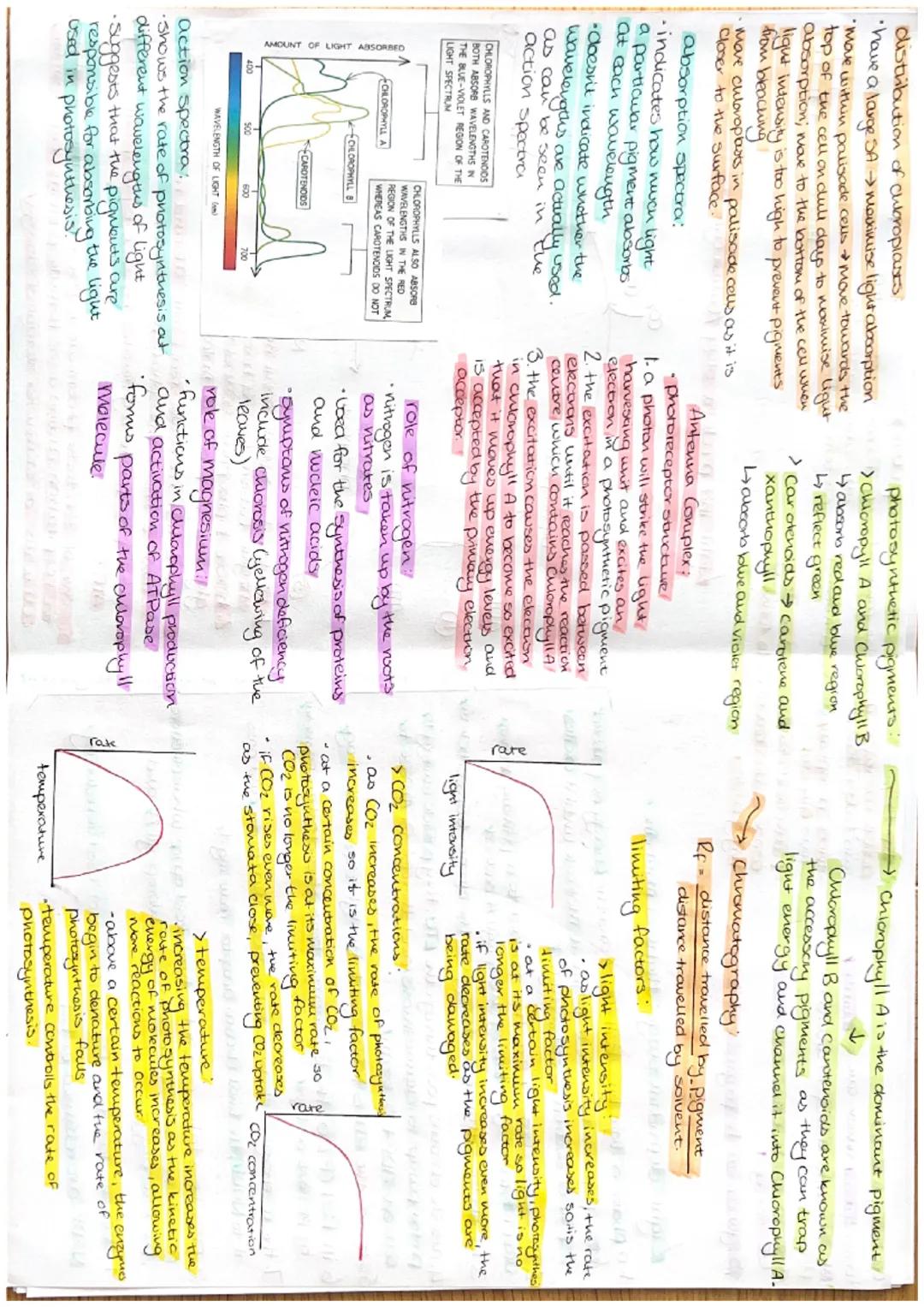 *distribution of chloroplasts*
*   have a large SA $\rightarrow$ maximise light aboorption
*   Move within palisade cells $\rightarrow$ move