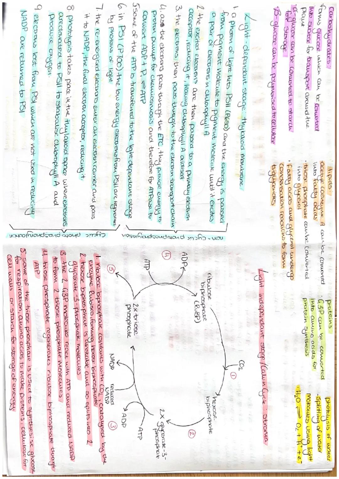 *distribution of chloroplasts*
*   have a large SA $\rightarrow$ maximise light aboorption
*   Move within palisade cells $\rightarrow$ move