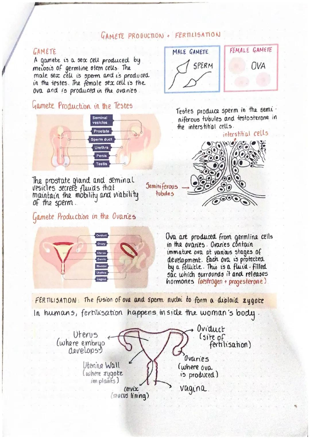 GAMETE PRODUCTION + FERTILISATION

GAMETE
A gamete is a sex cell produced by meiosis of germline otem cells. The male sex cell is sperm and 