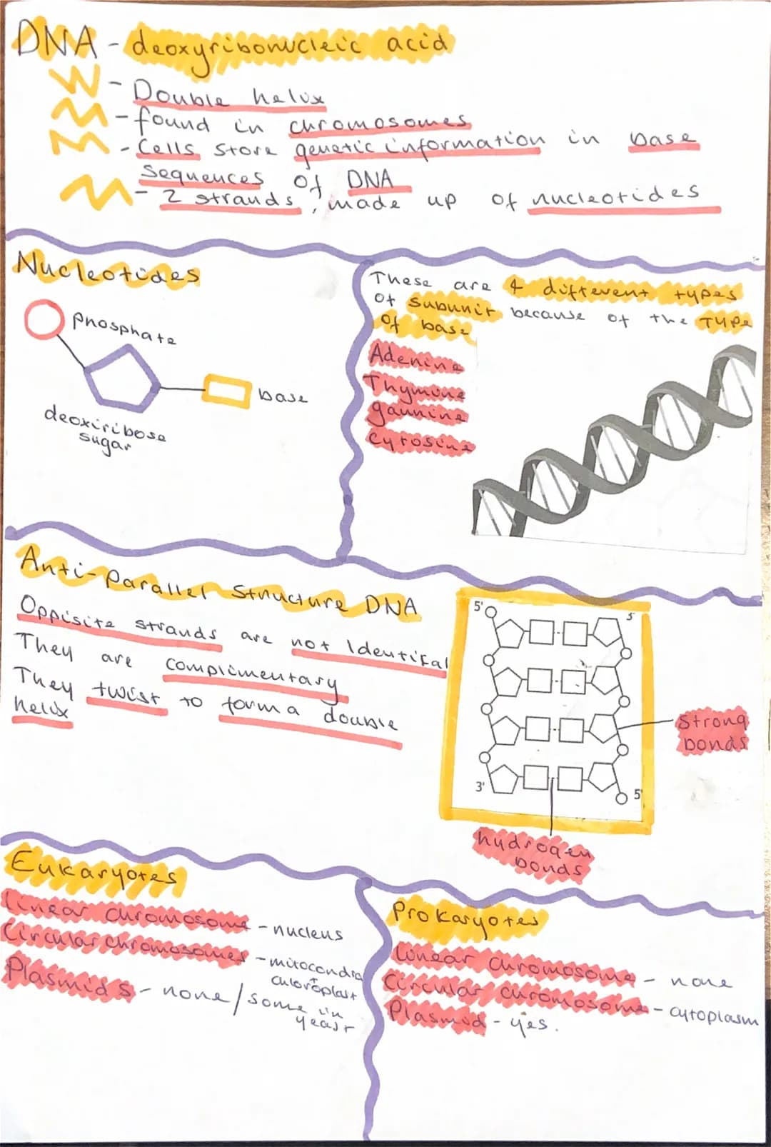 DNA-deoxyribonucleic
• Double helix
-found in
- Cells Store
Sequences
M-2 strands.
358
Nucleotides
Phosphate
deoxiribose
sugar
ucleic acid
c