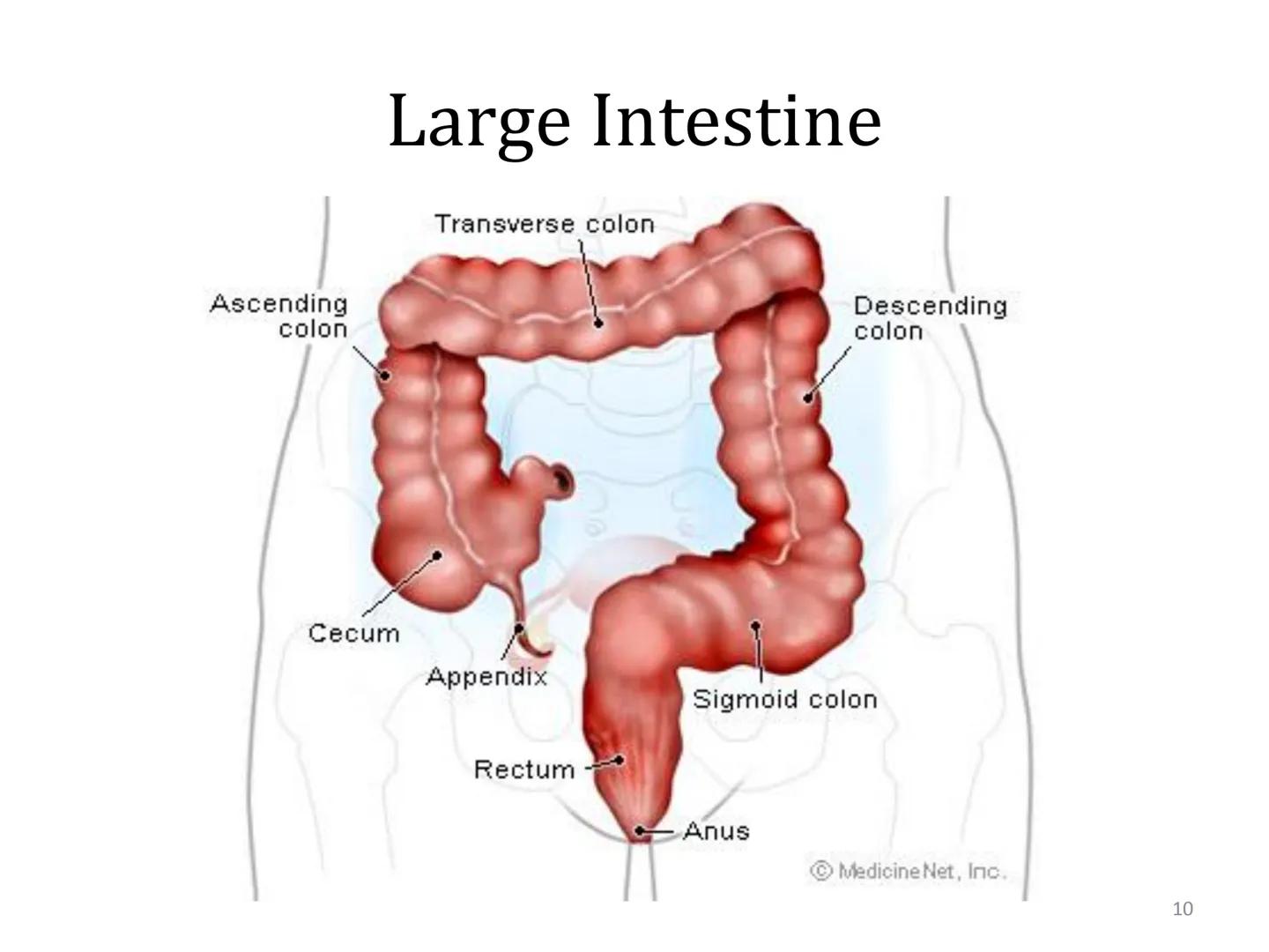 Organ Systems
Digestive System Need for Digestion
• Cells need a constant supply of nutrients for fuel, growth
and tissue production.
●
Dige