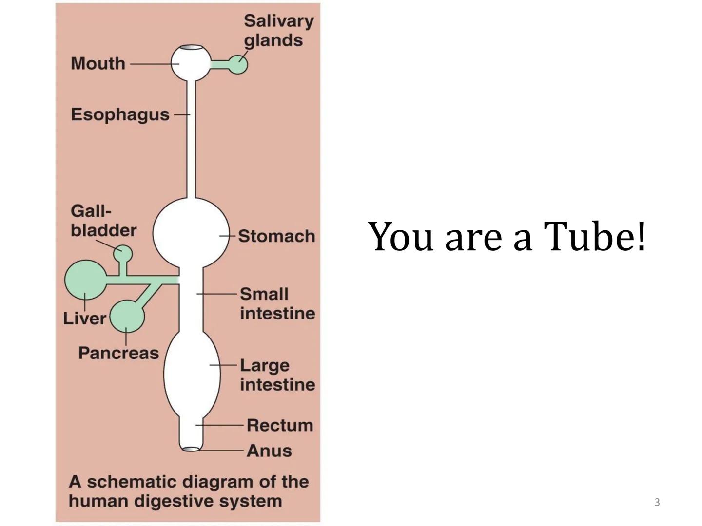 Organ Systems
Digestive System Need for Digestion
• Cells need a constant supply of nutrients for fuel, growth
and tissue production.
●
Dige