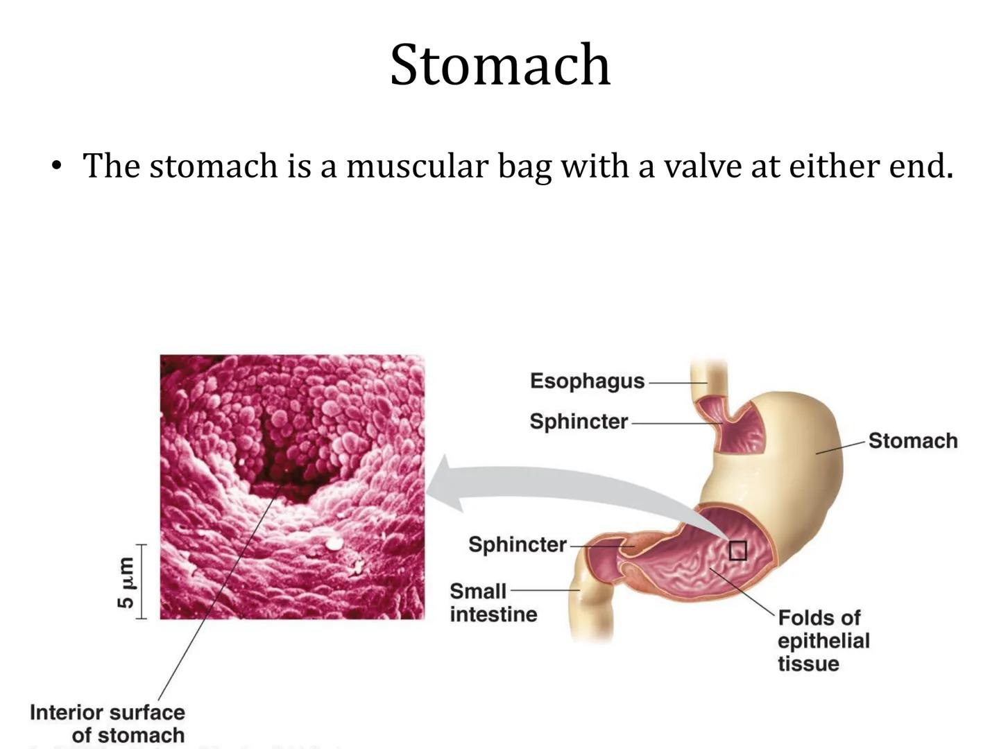 Organ Systems
Digestive System Need for Digestion
• Cells need a constant supply of nutrients for fuel, growth
and tissue production.
●
Dige