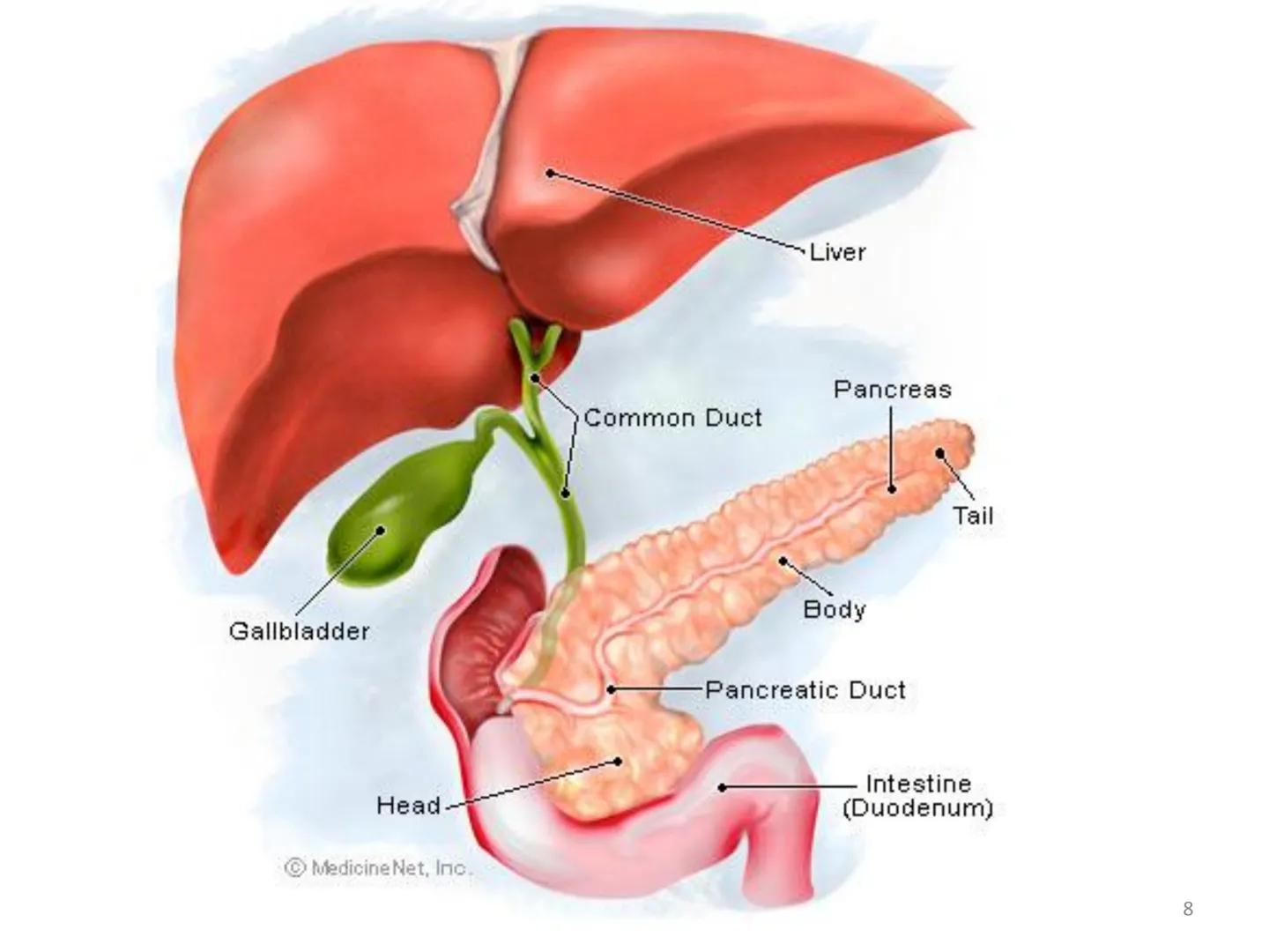 Organ Systems
Digestive System Need for Digestion
• Cells need a constant supply of nutrients for fuel, growth
and tissue production.
●
Dige