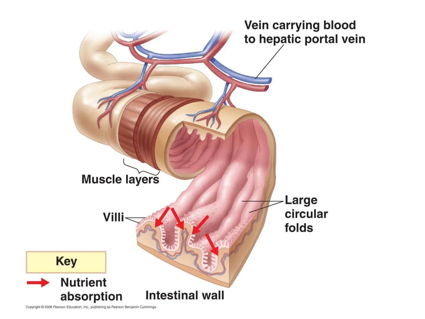 Organ Systems
Digestive System Need for Digestion
• Cells need a constant supply of nutrients for fuel, growth
and tissue production.
●
Dige